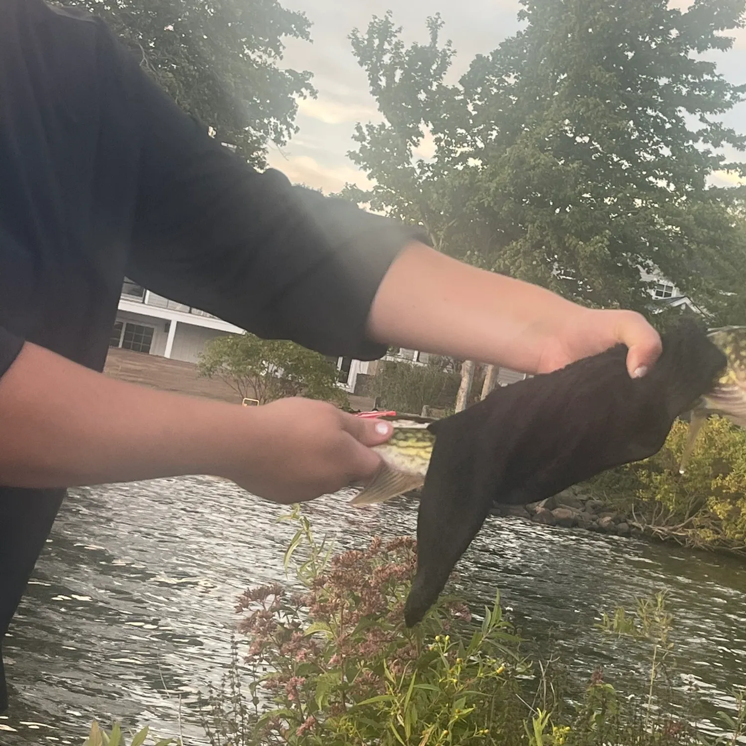 Chain pickerel caught on Fishbrain