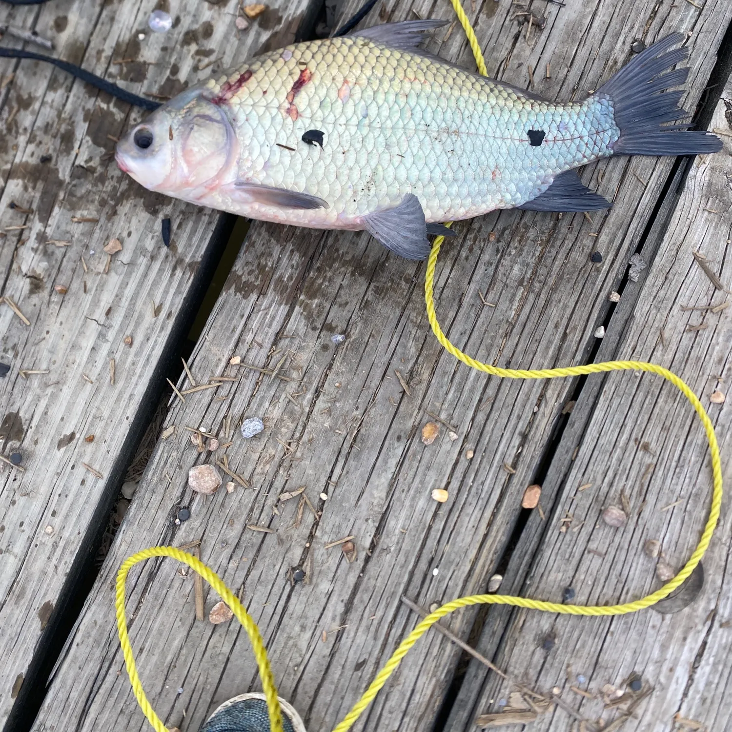 Smallmouth buffalo caught on Fishbrain