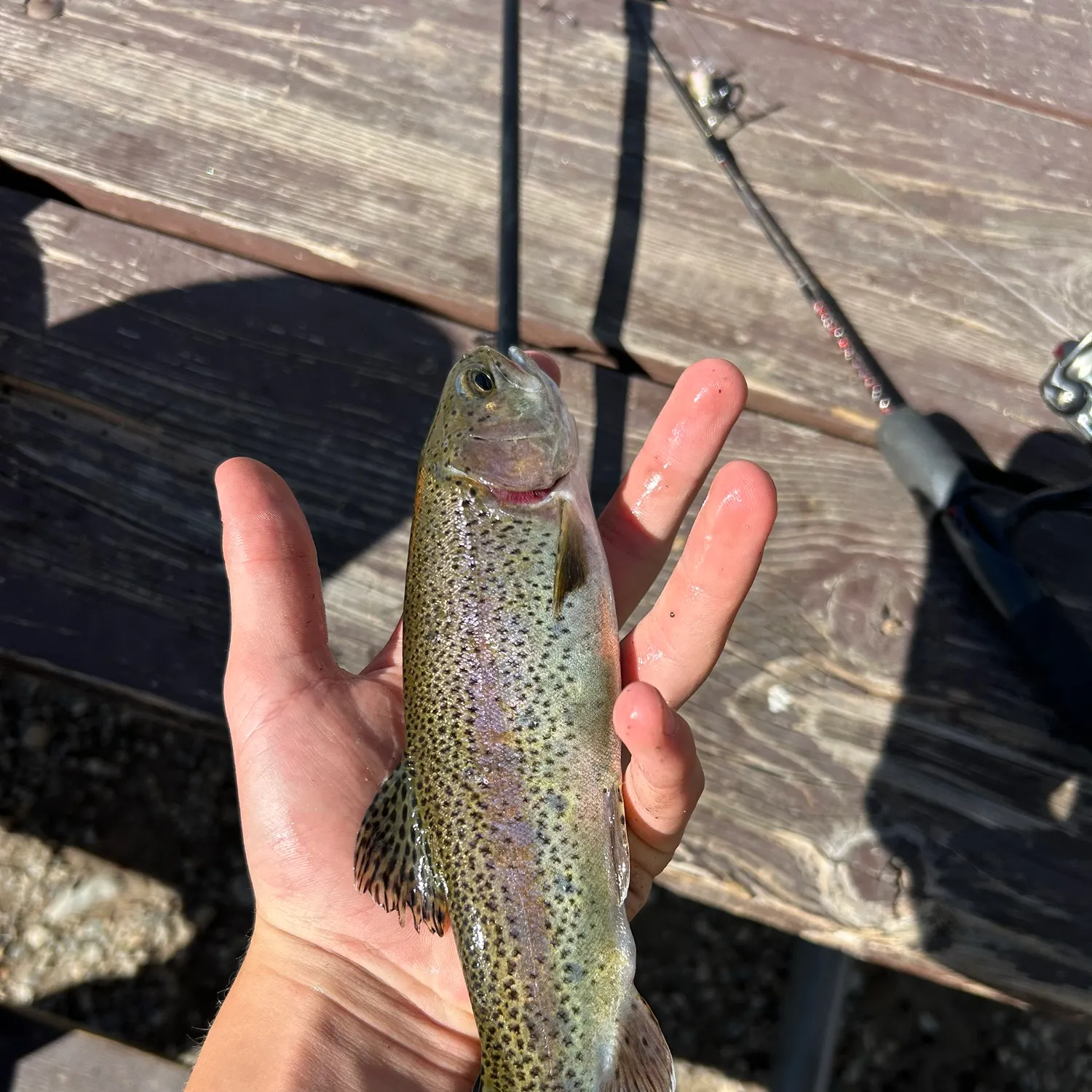 Rainbow trout caught on Fishbrain