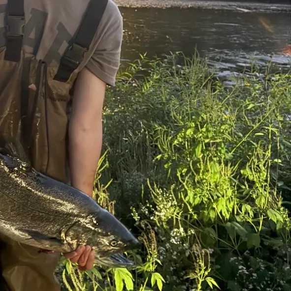 Chinook salmon caught on Fishbrain