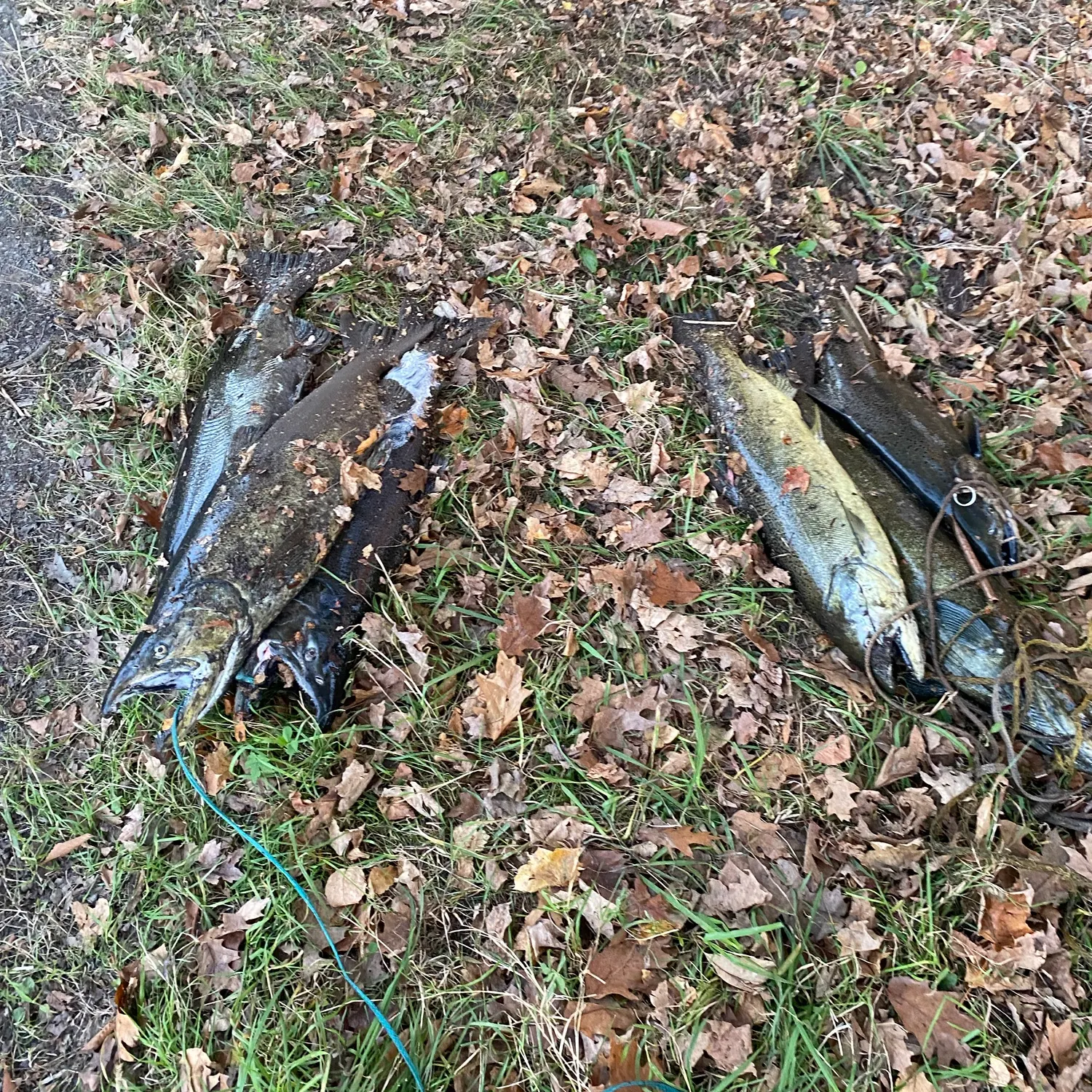 Chinook salmon caught on Fishbrain