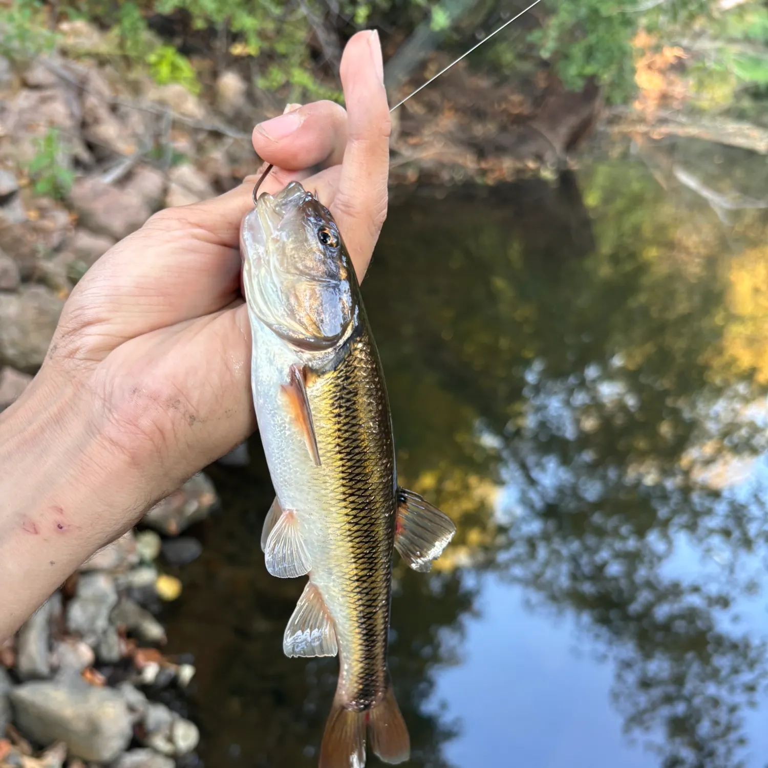 Creek chub caught on Fishbrain