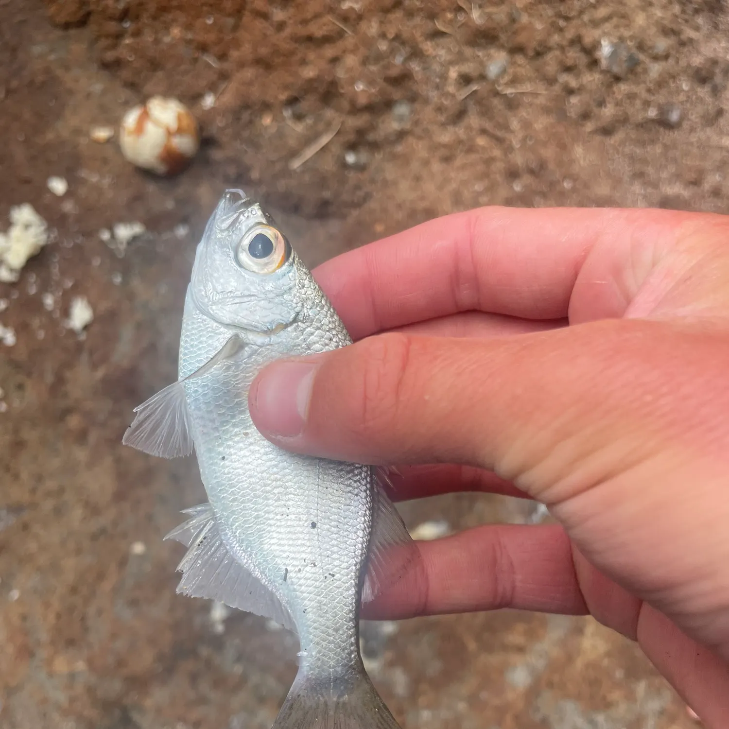 The most recent Reticulated flagtail catches on Fishbrain