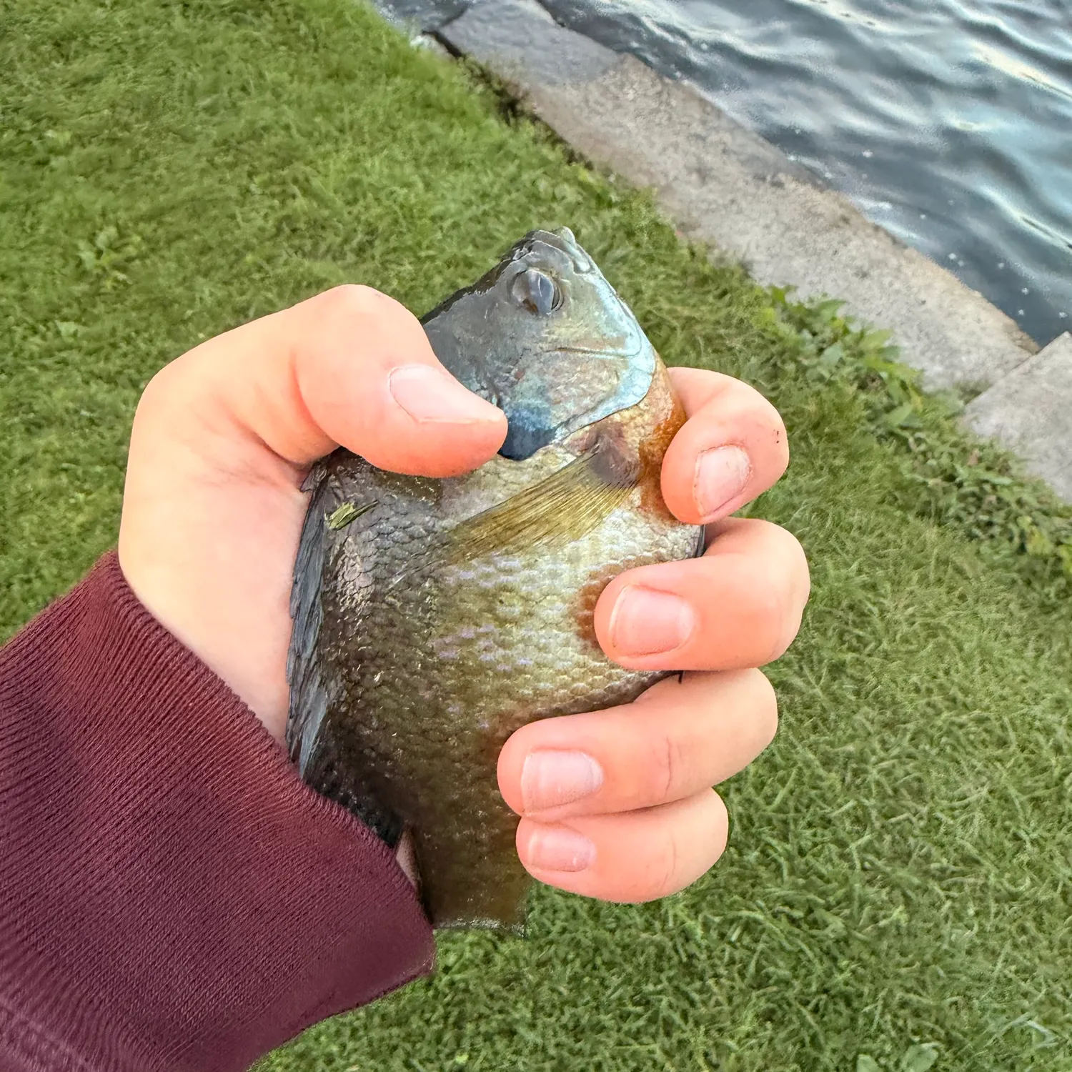 Bluegill caught on Fishbrain