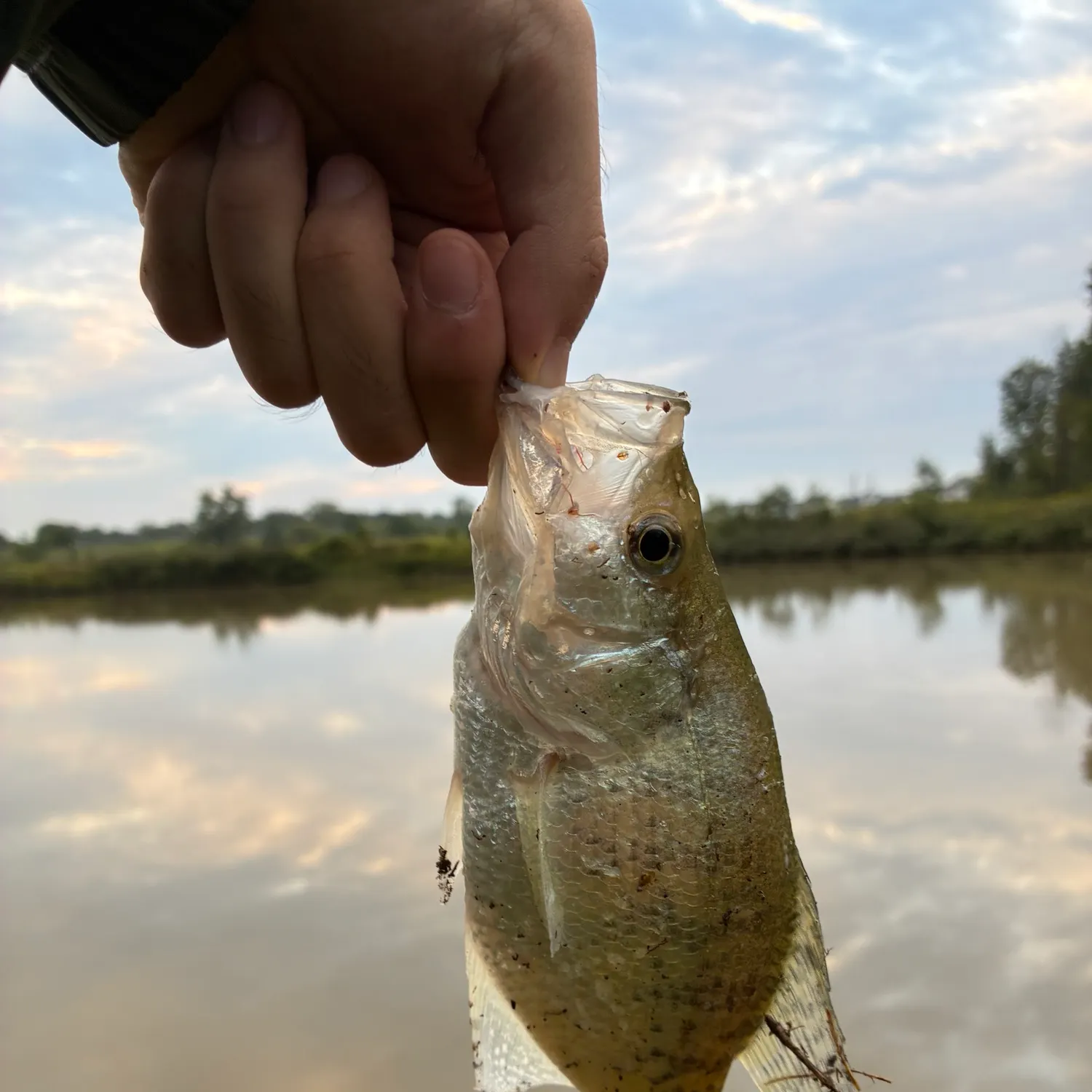 White crappie caught on Fishbrain