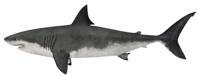 Great white shark