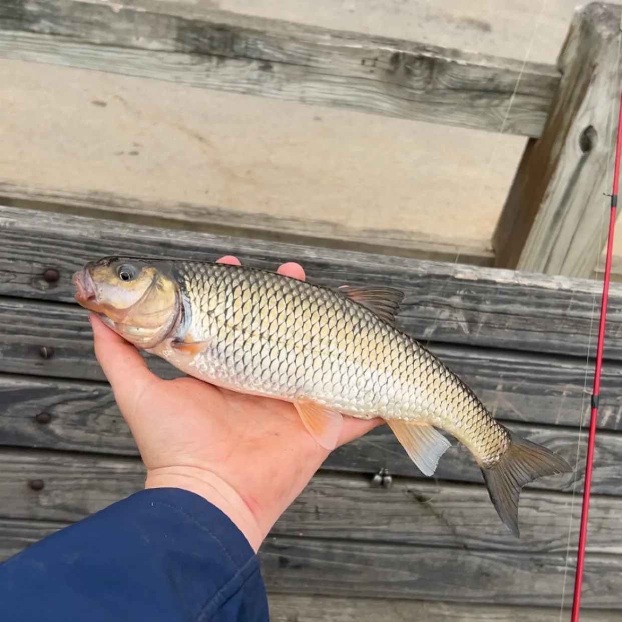 The most recent Fallfish catches on Fishbrain