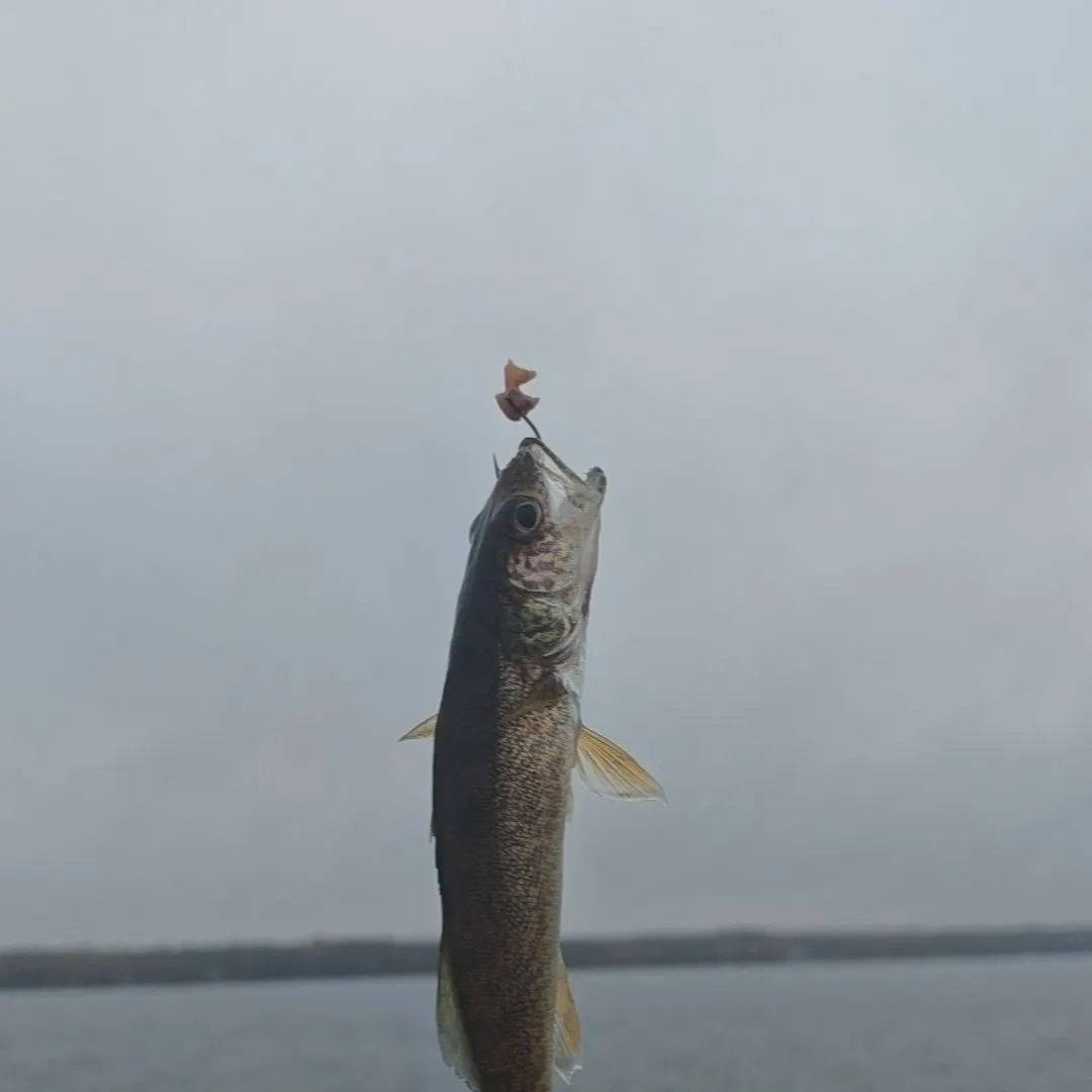 Walleye caught on Fishbrain