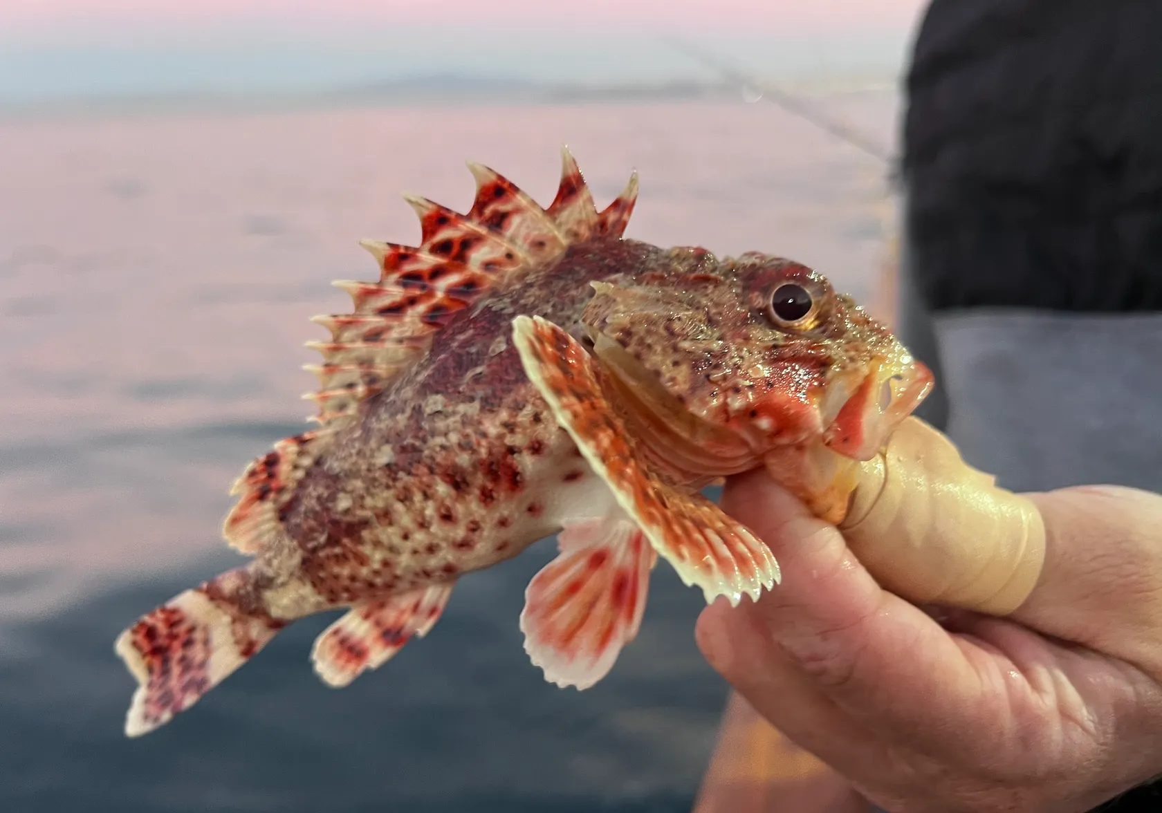 Spinyhead sculpin