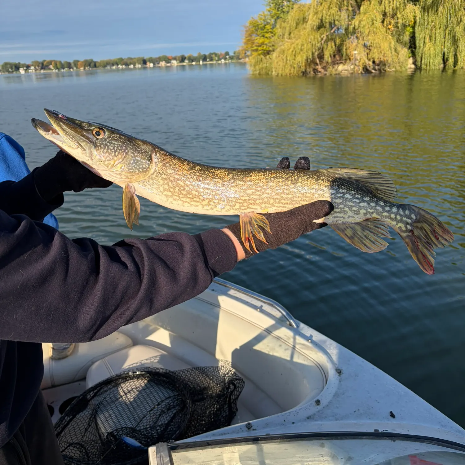 Northern pike caught on Fishbrain