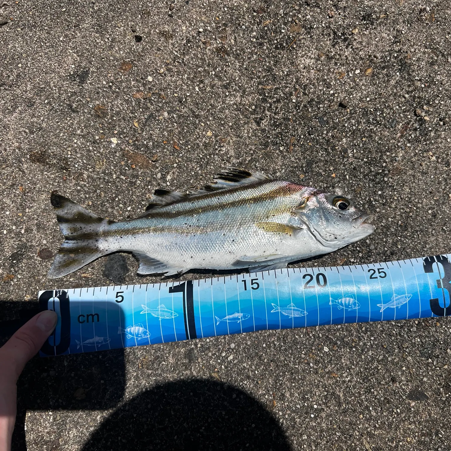 Jarbua terapon caught on Fishbrain