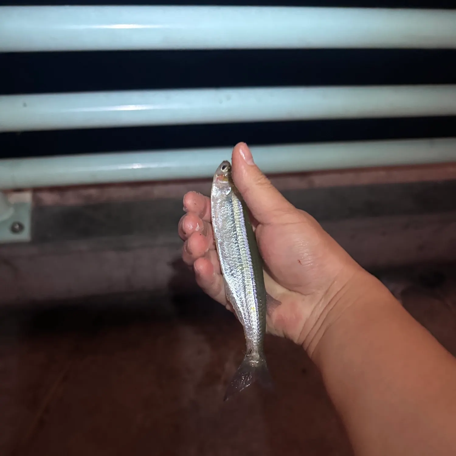 Surf smelt caught on Fishbrain