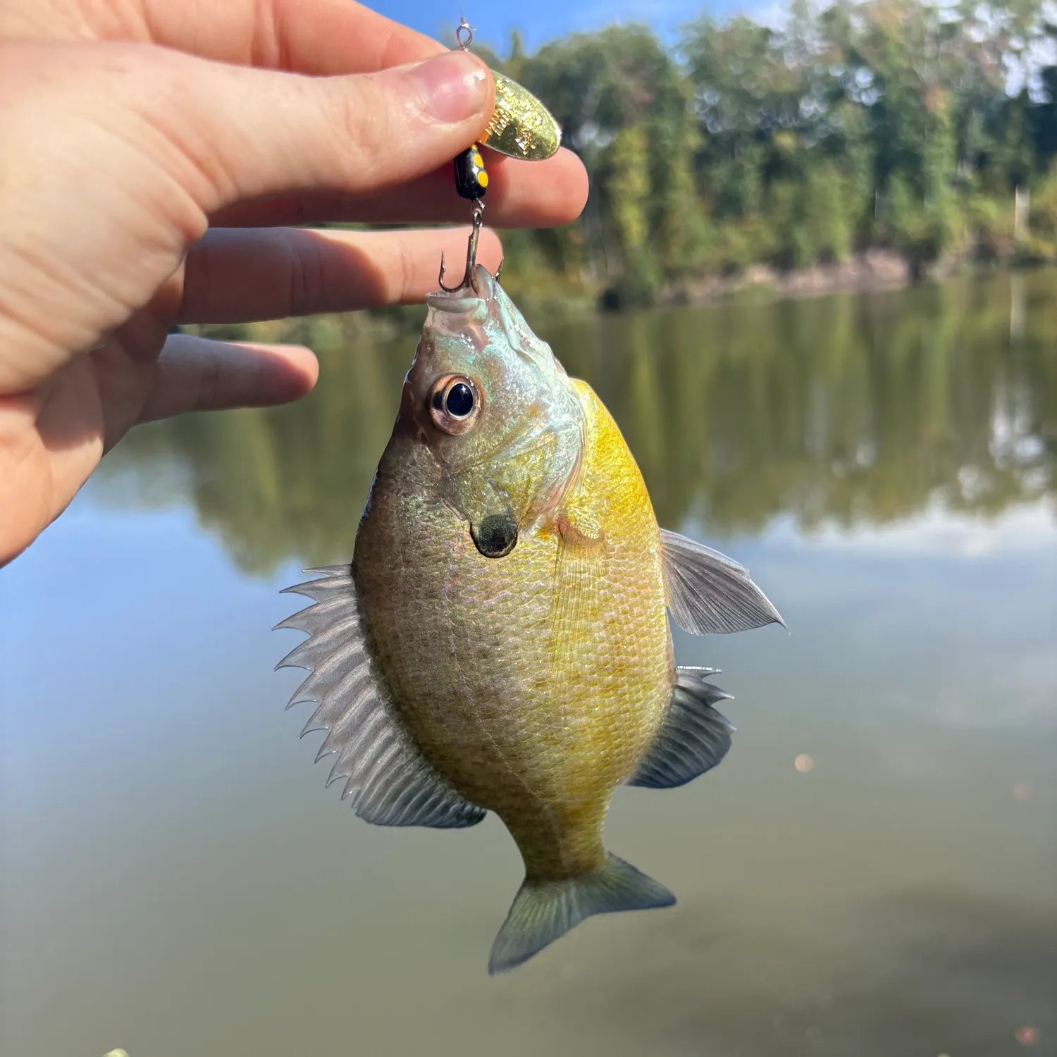 Bluegill caught on Fishbrain