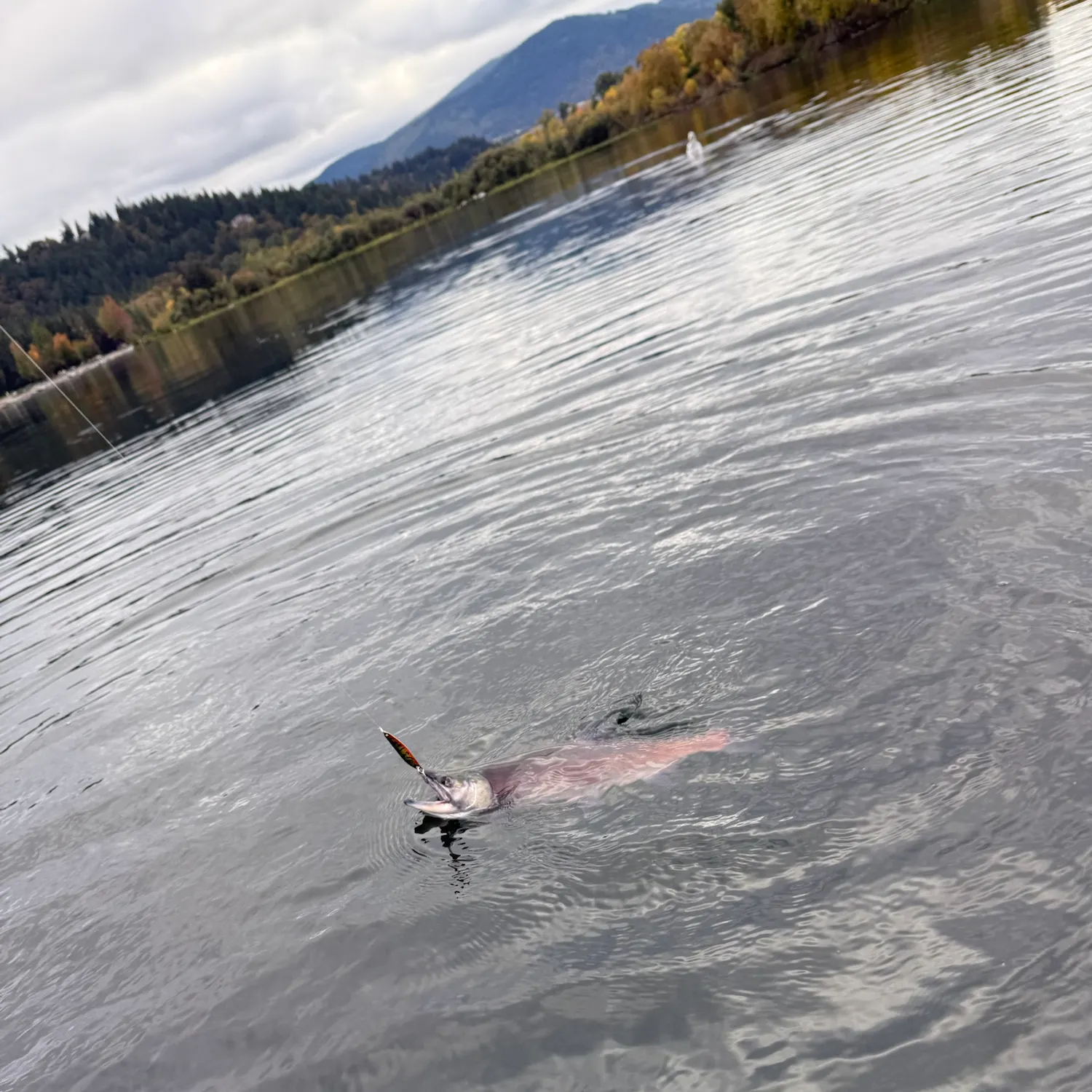 Kokanee salmon caught on Fishbrain