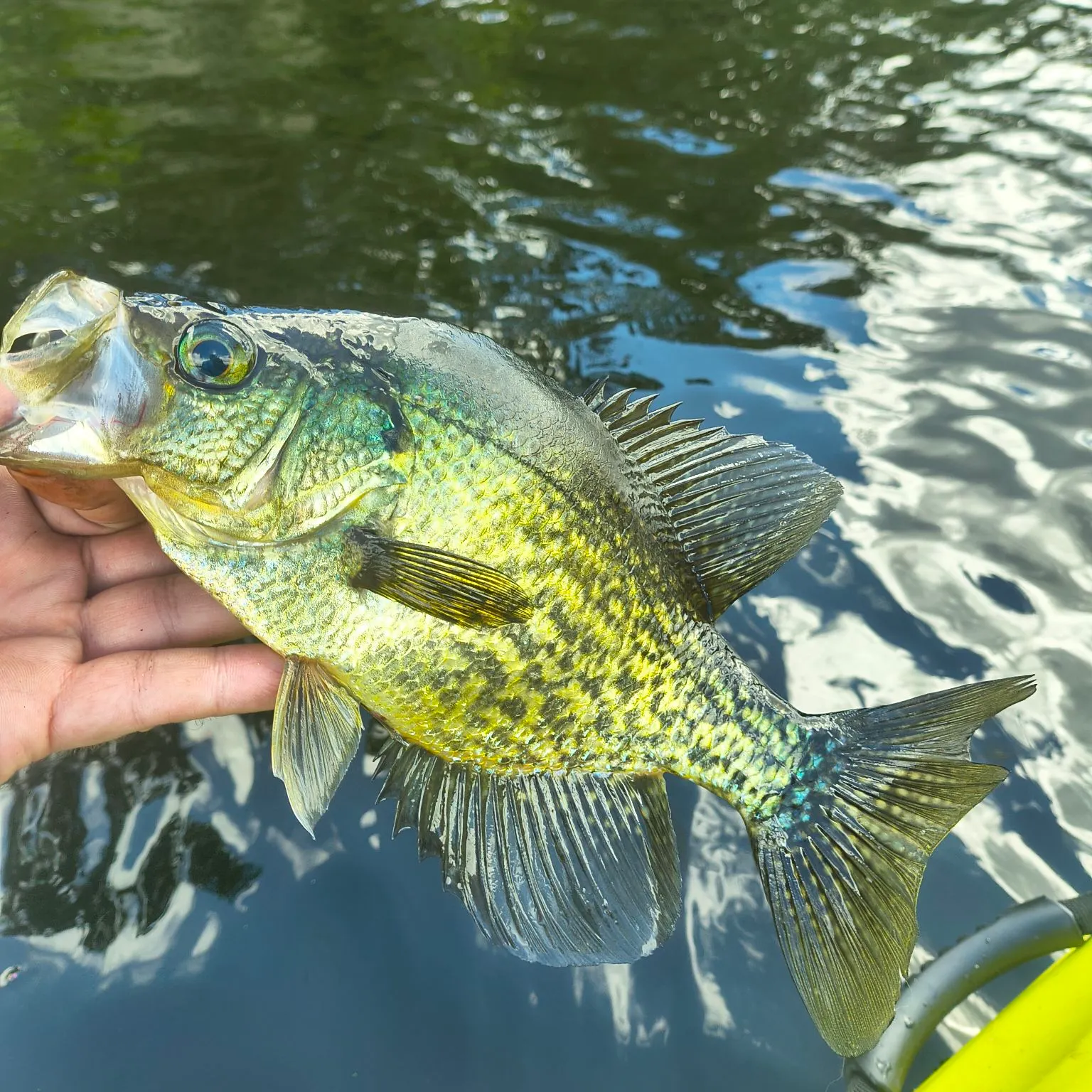 Black crappie caught on Fishbrain