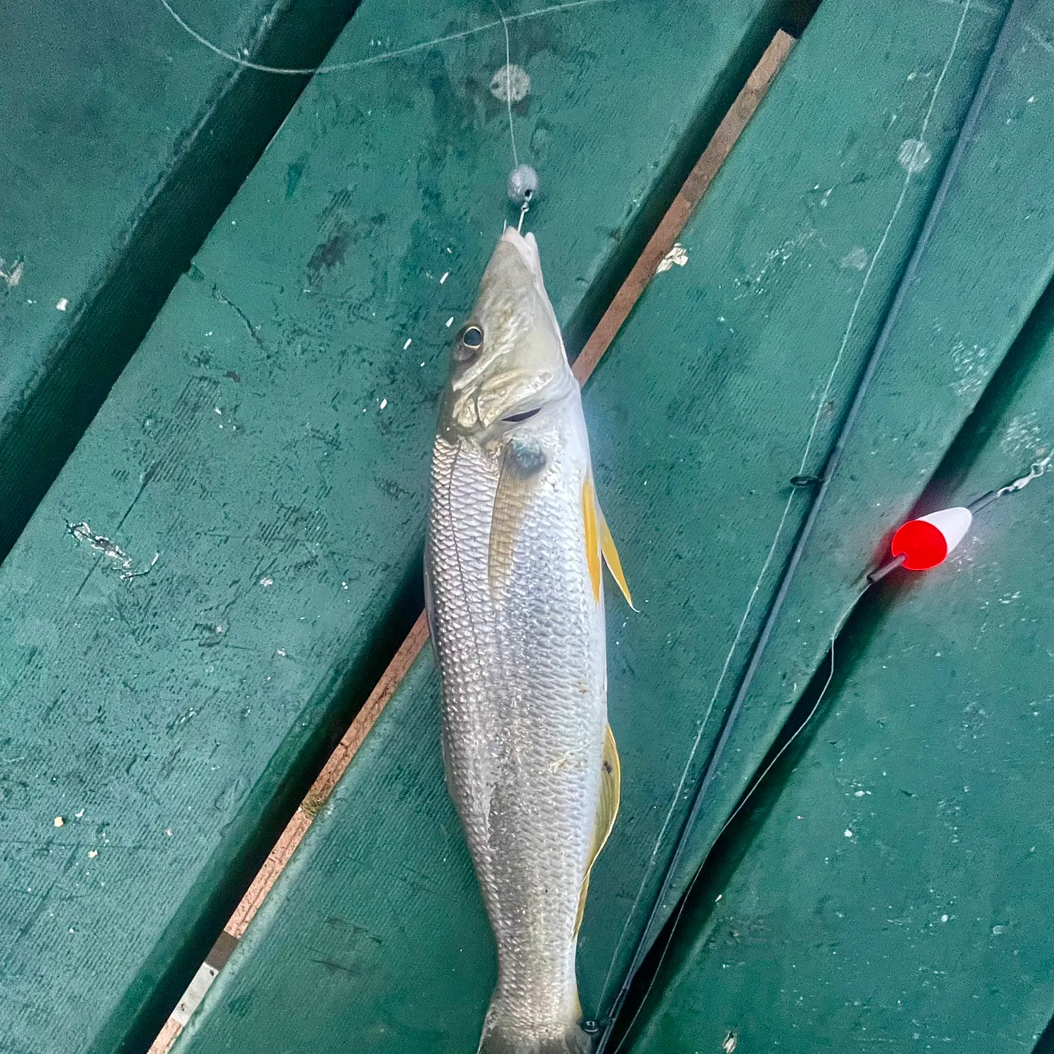 The most recent Sand sillago catches on Fishbrain