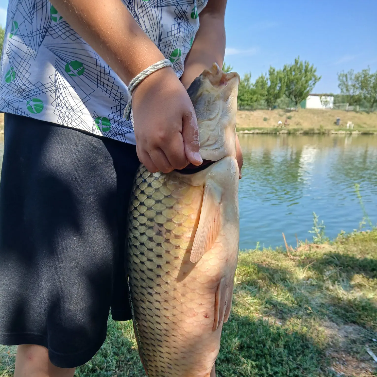 Leather carp caught on Fishbrain