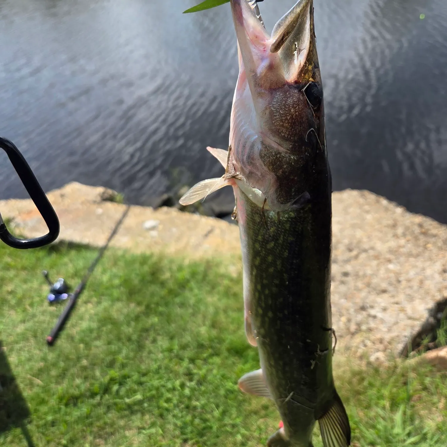 Chain pickerel caught on Fishbrain