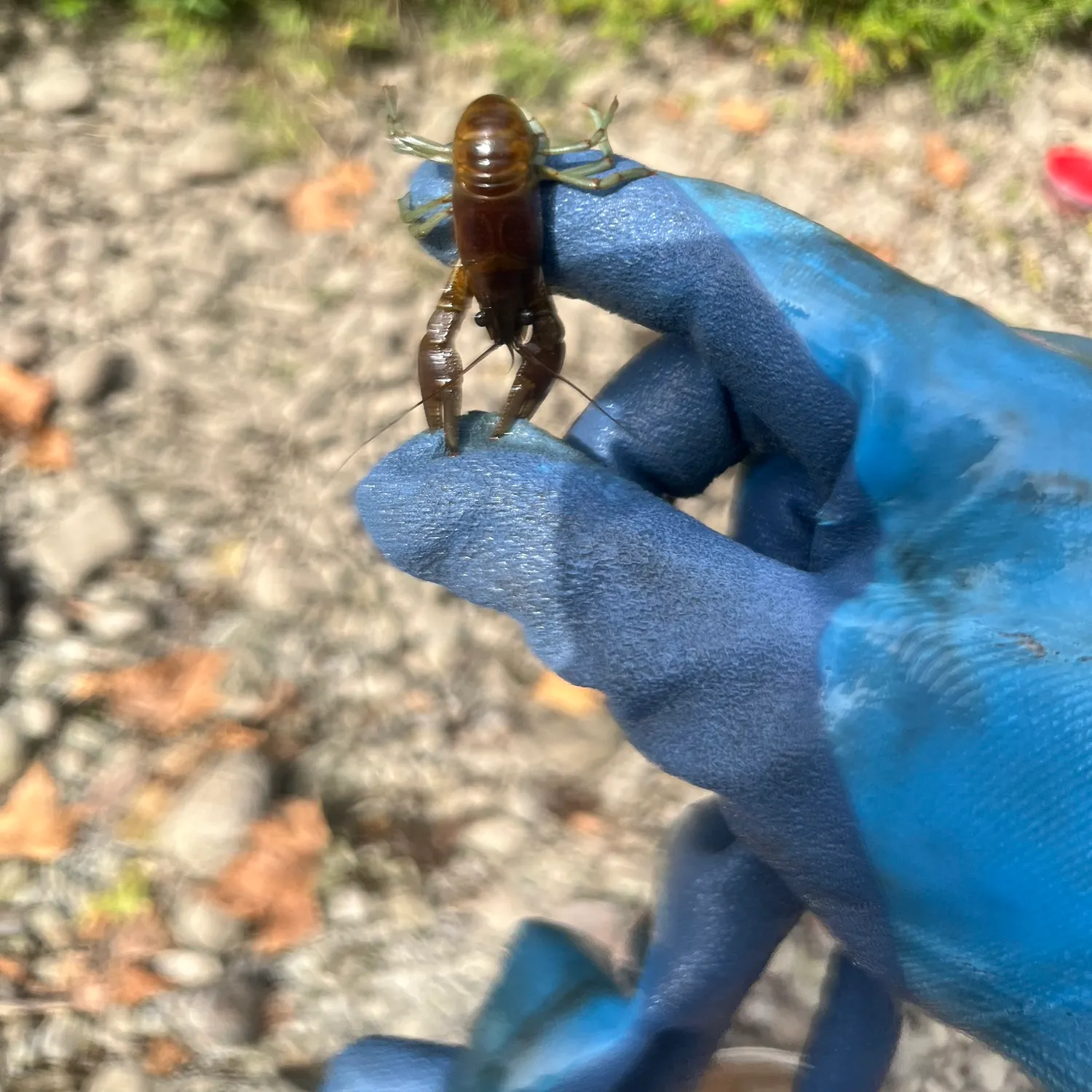 Rusty crayfish caught on Fishbrain