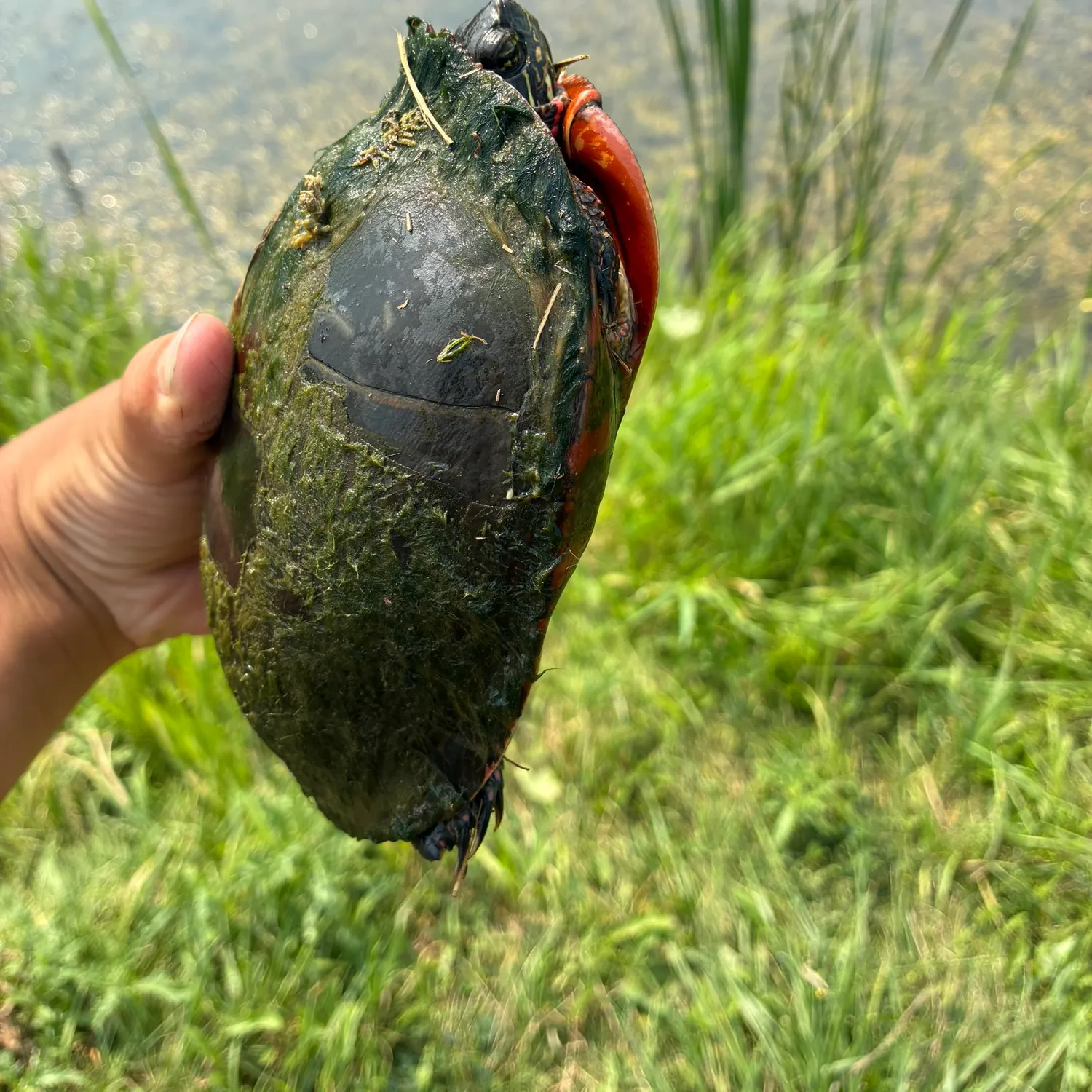 Painted turtle caught on Fishbrain