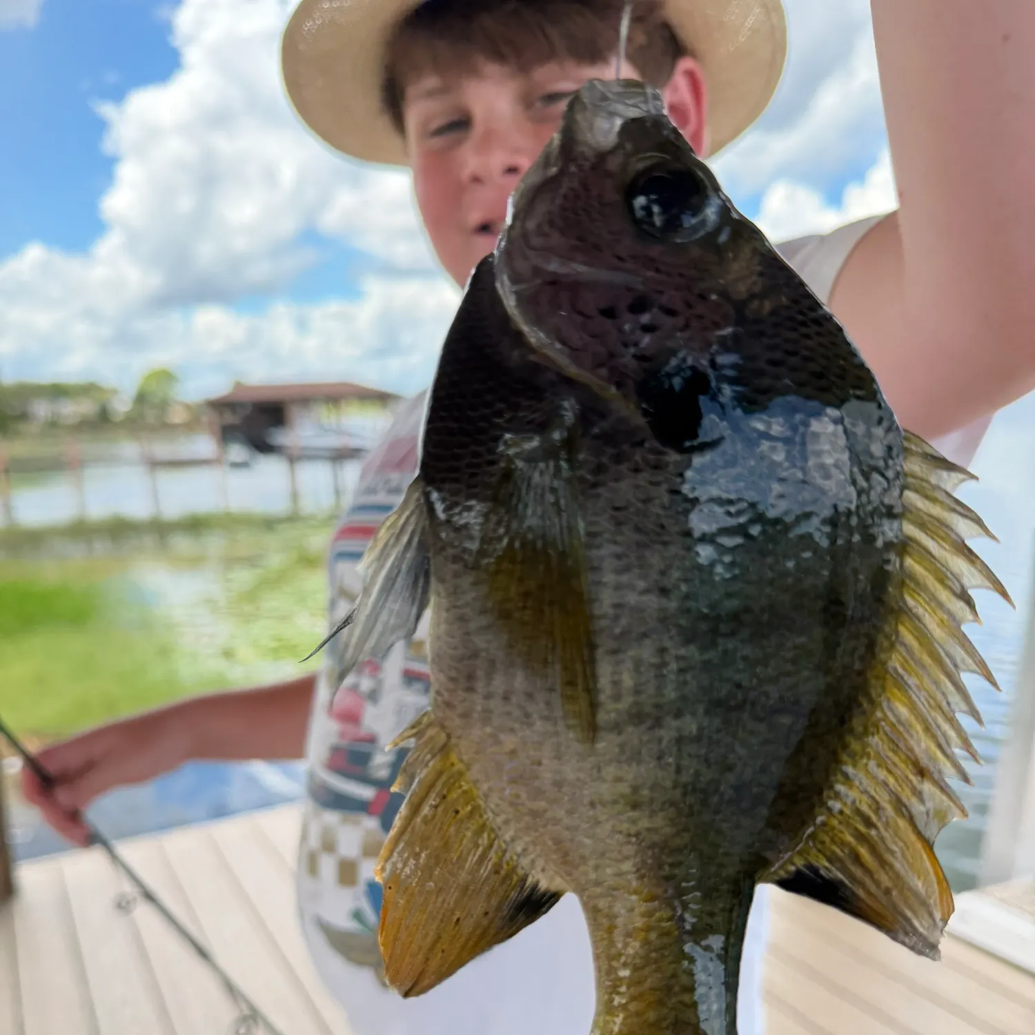 Mozambique tilapia caught on Fishbrain