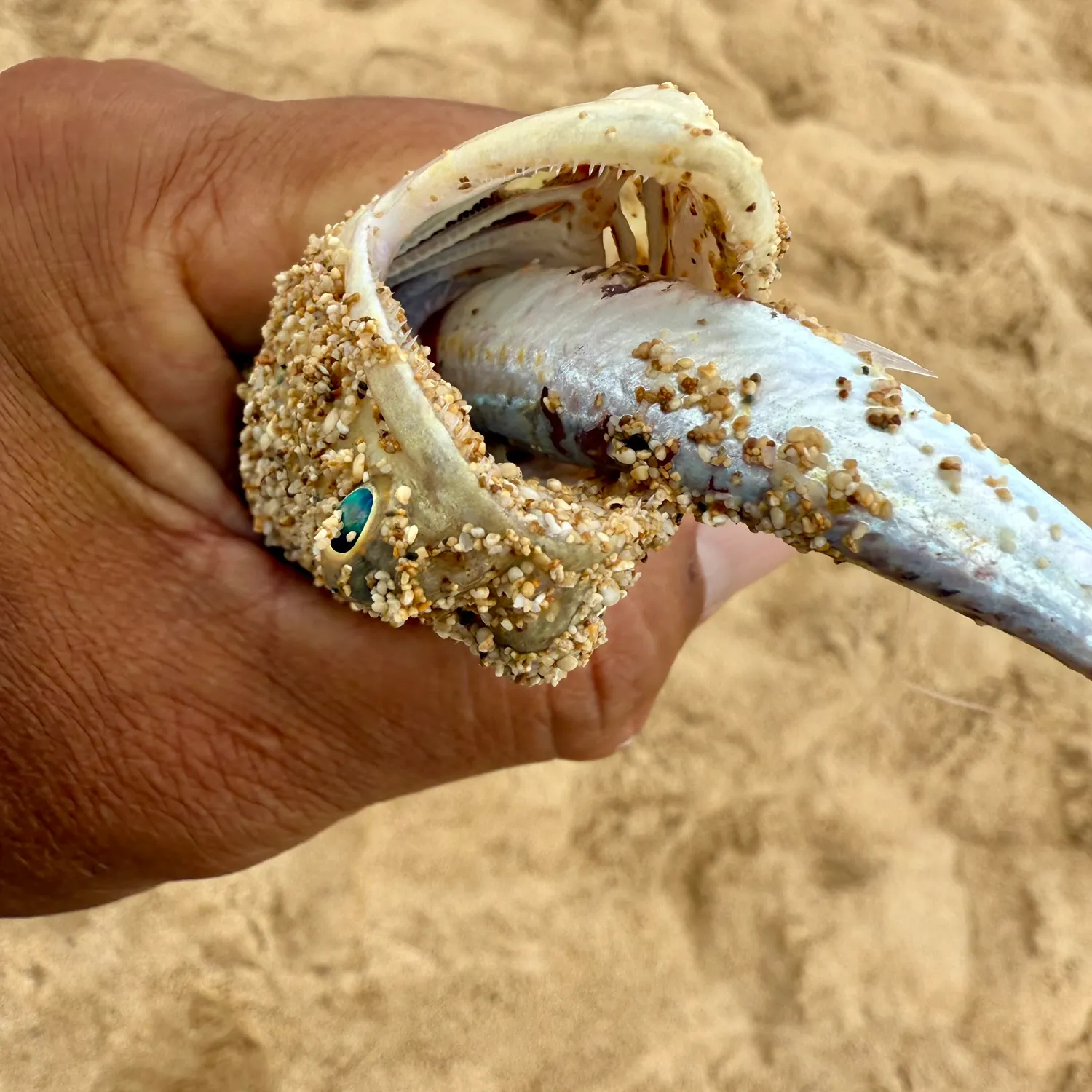 The most recent Atlantic lizardfish catches on Fishbrain