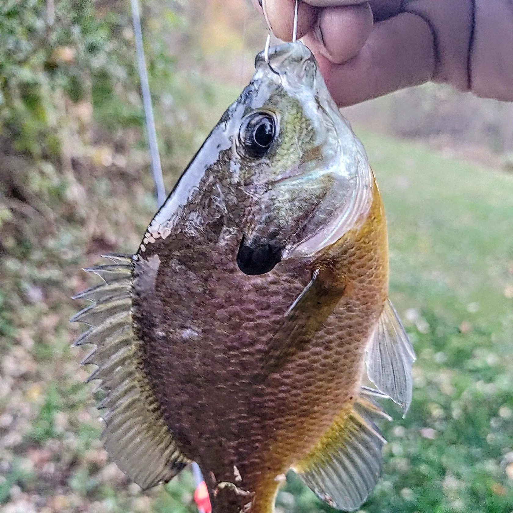 Bluegill caught on Fishbrain