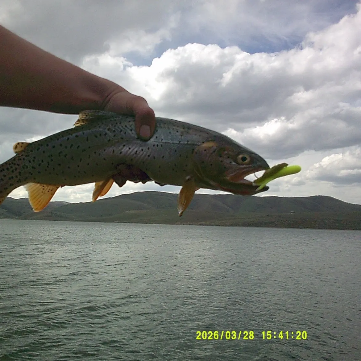 The most recent Bear Lake cutthroat trout catches on Fishbrain