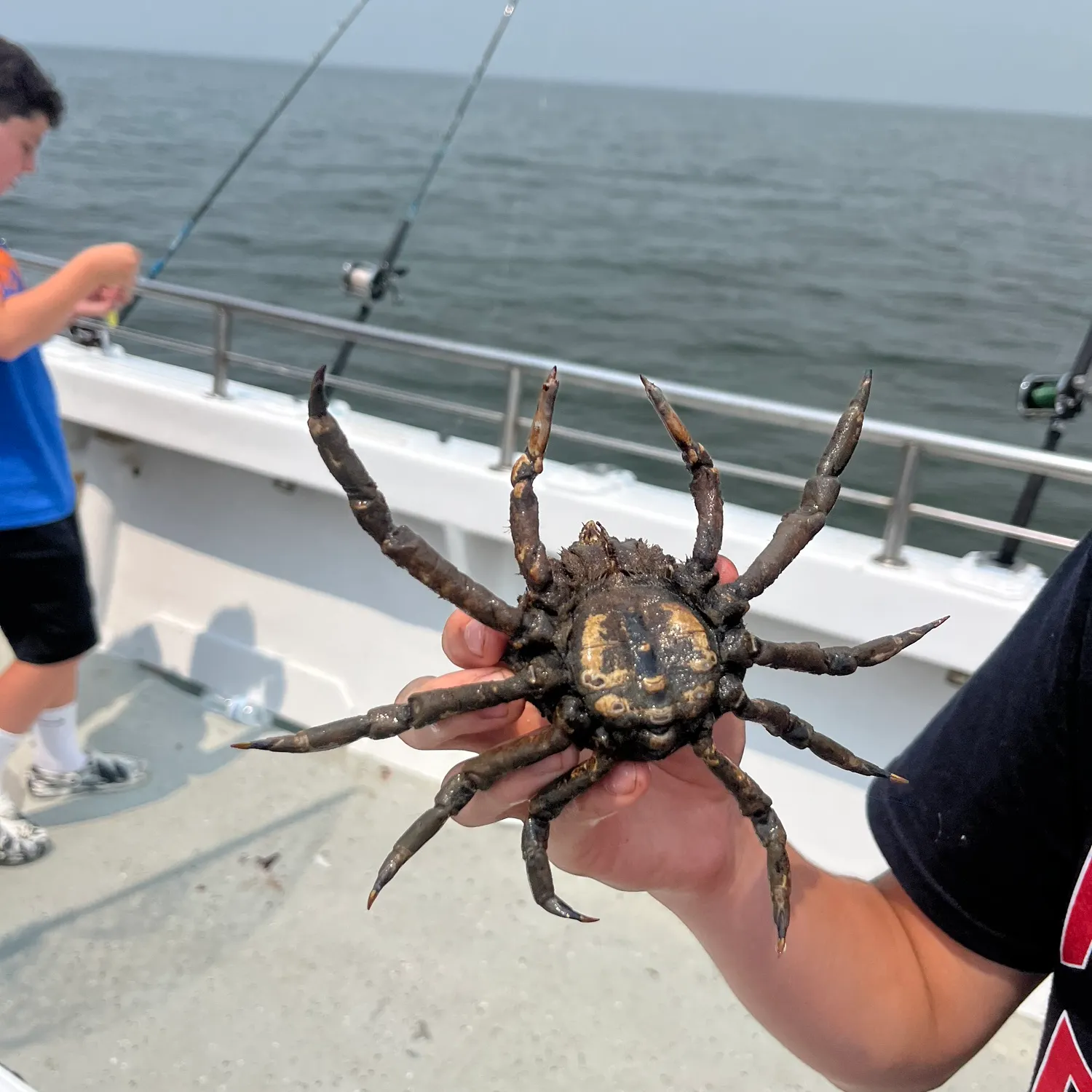 The most recent European spider crab catches on Fishbrain