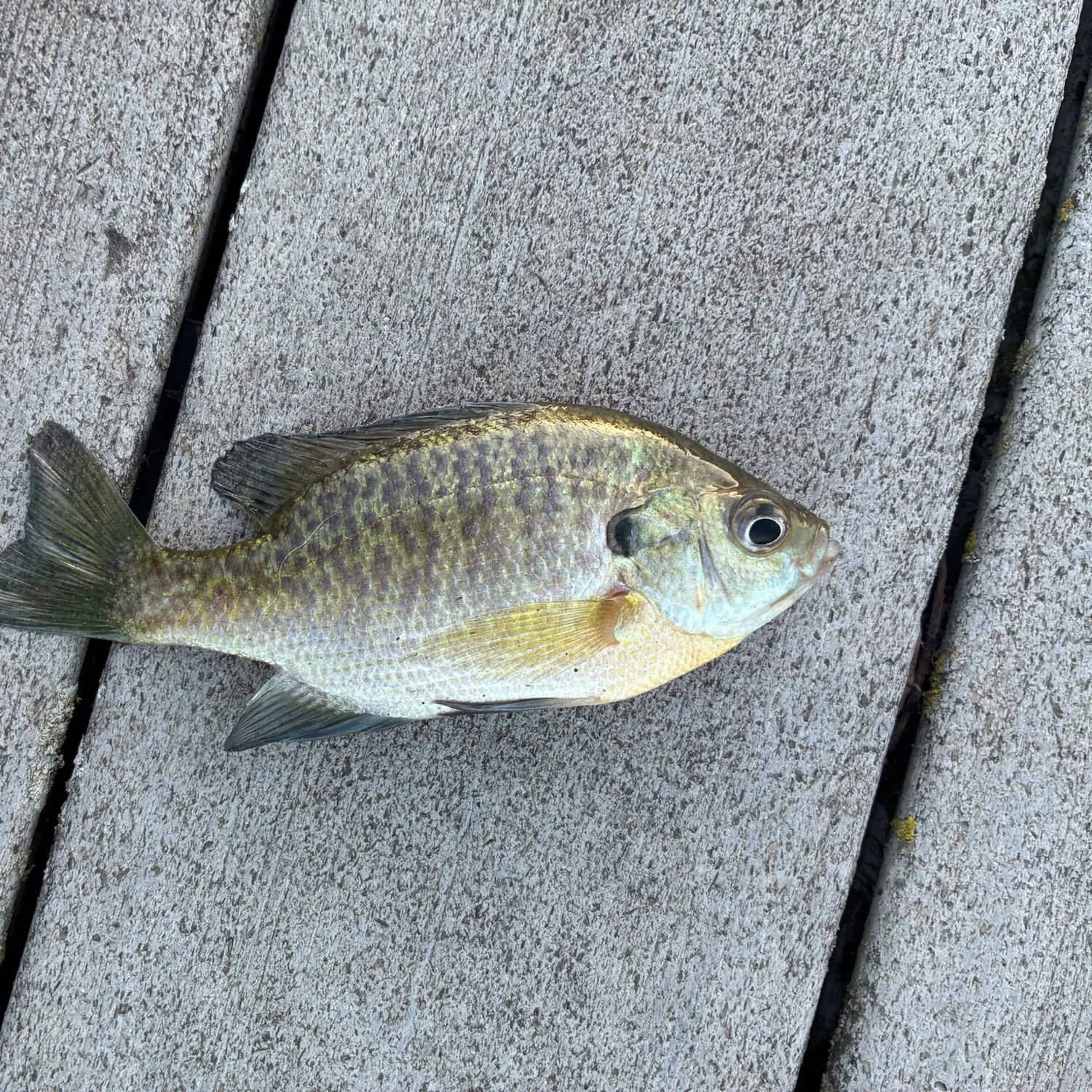Fish caught on Fishbrain