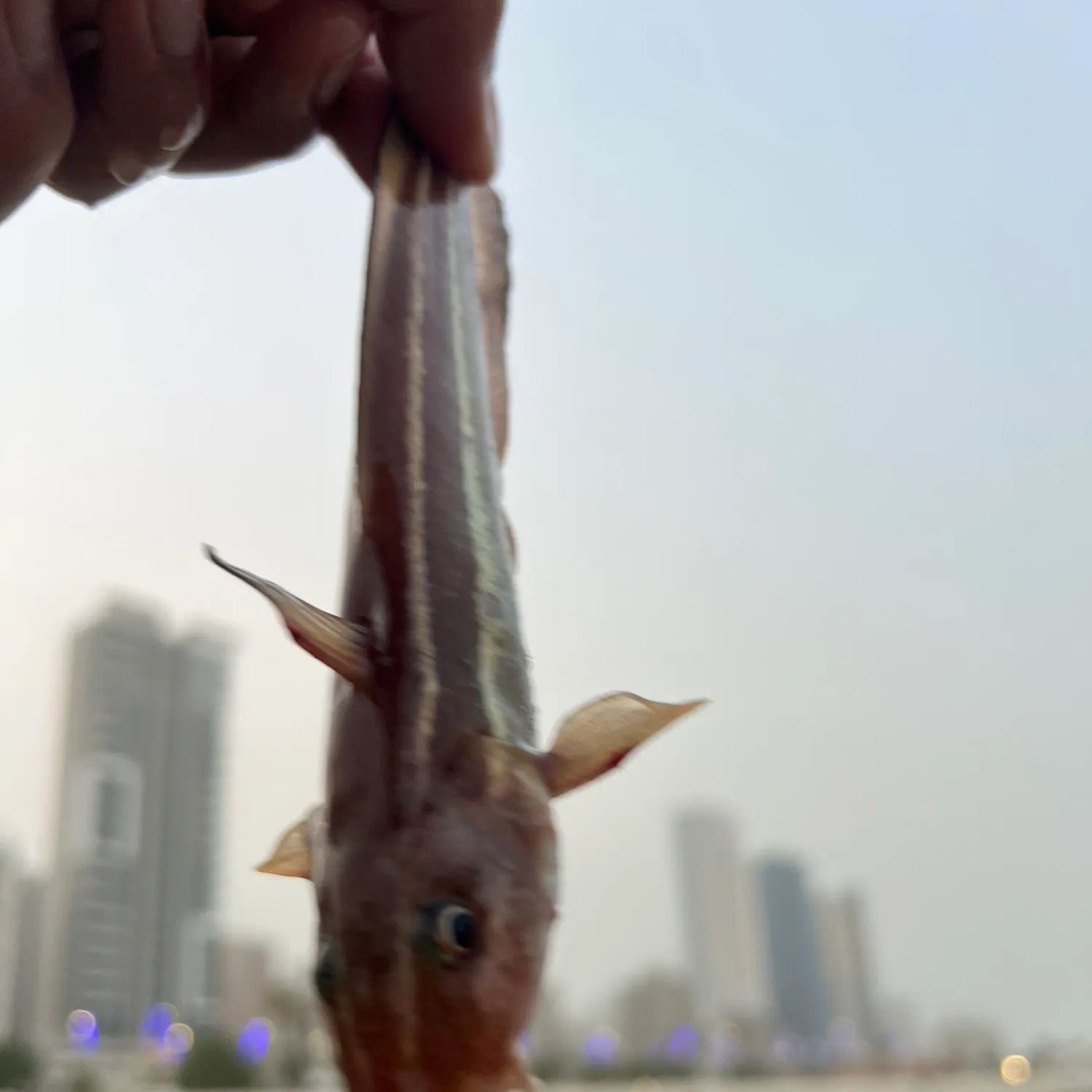 The most recent Bartail flathead catches on Fishbrain