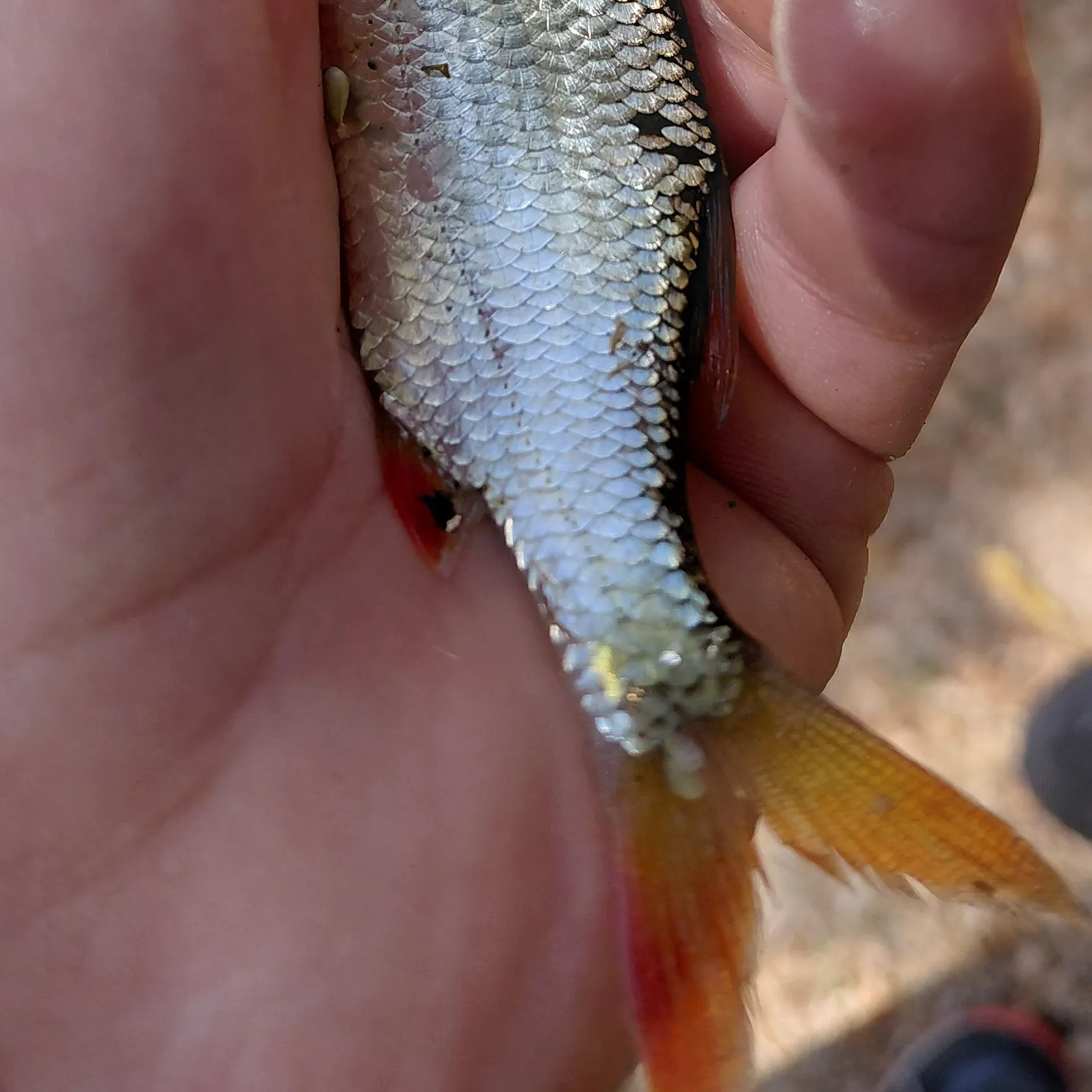 Common roach caught on Fishbrain