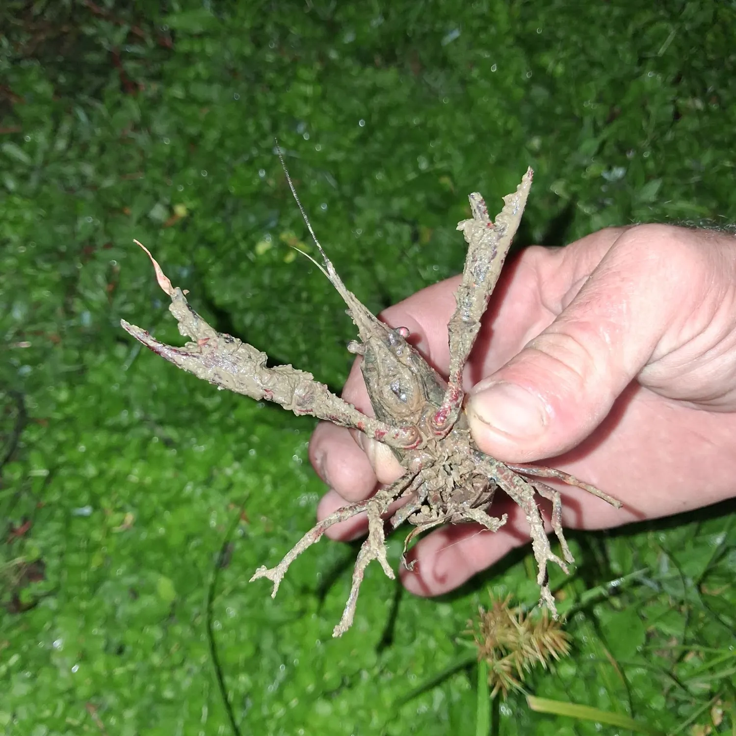 The most recent Northern clearwater crayfish catches on Fishbrain