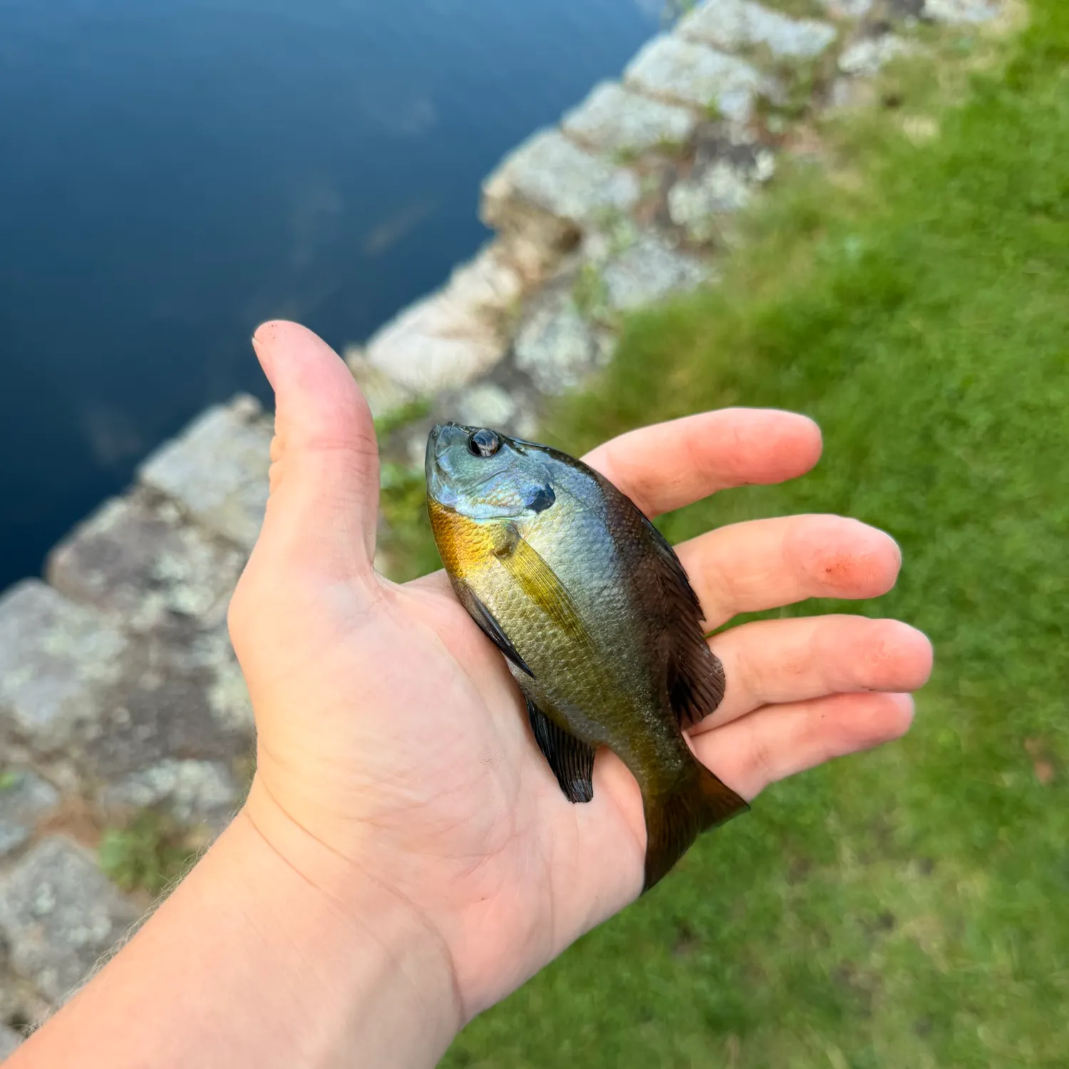 Bluegill caught on Fishbrain