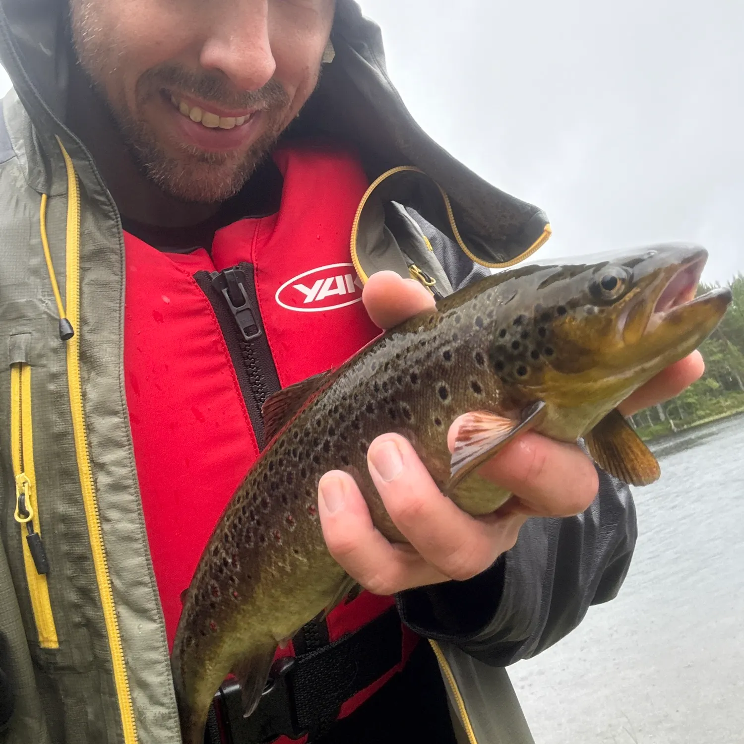 Brown trout caught on Fishbrain