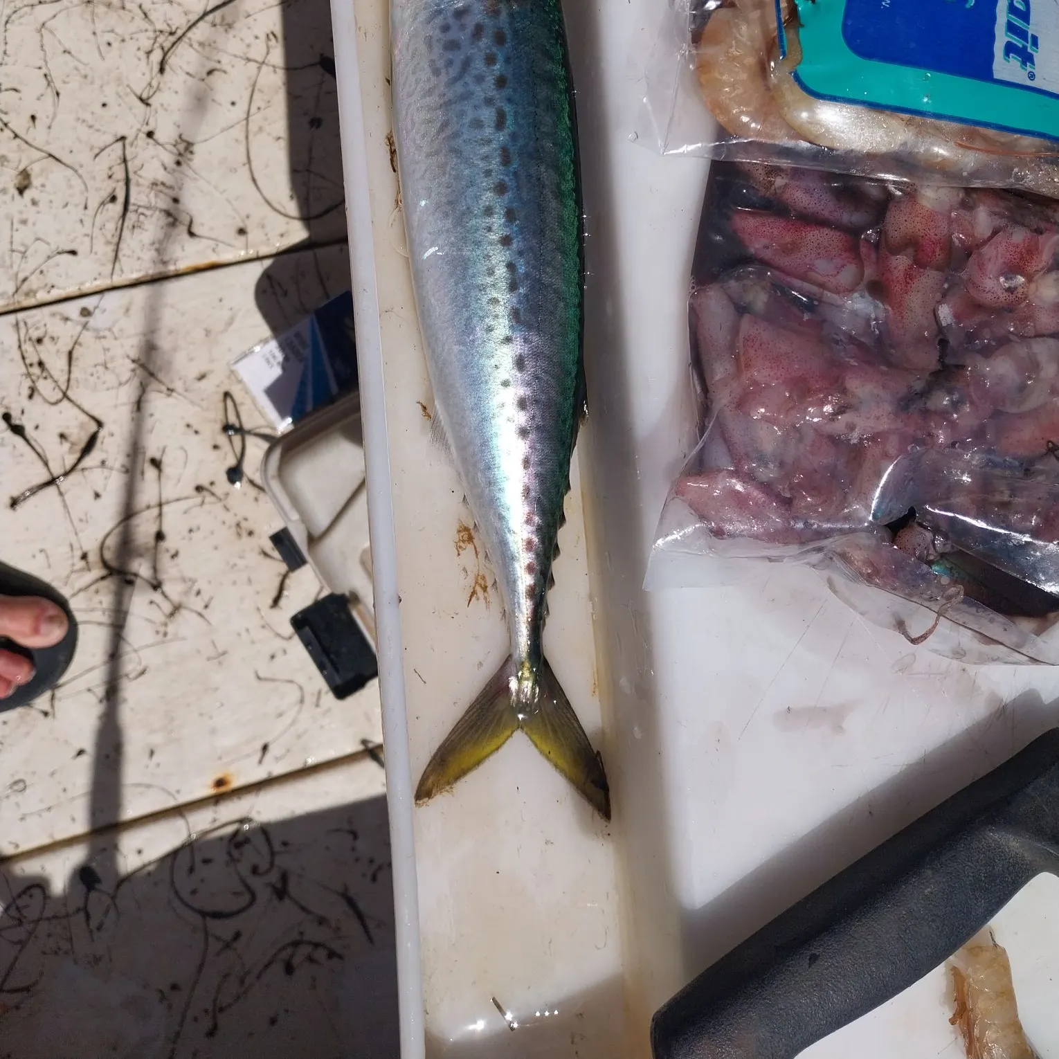 The most recent Pacific chub mackerel catches on Fishbrain