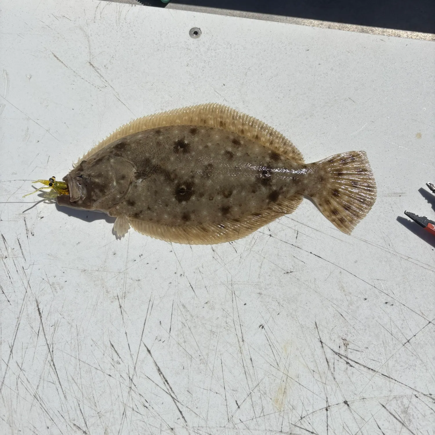 The most recent Gulf flounder catches on Fishbrain
