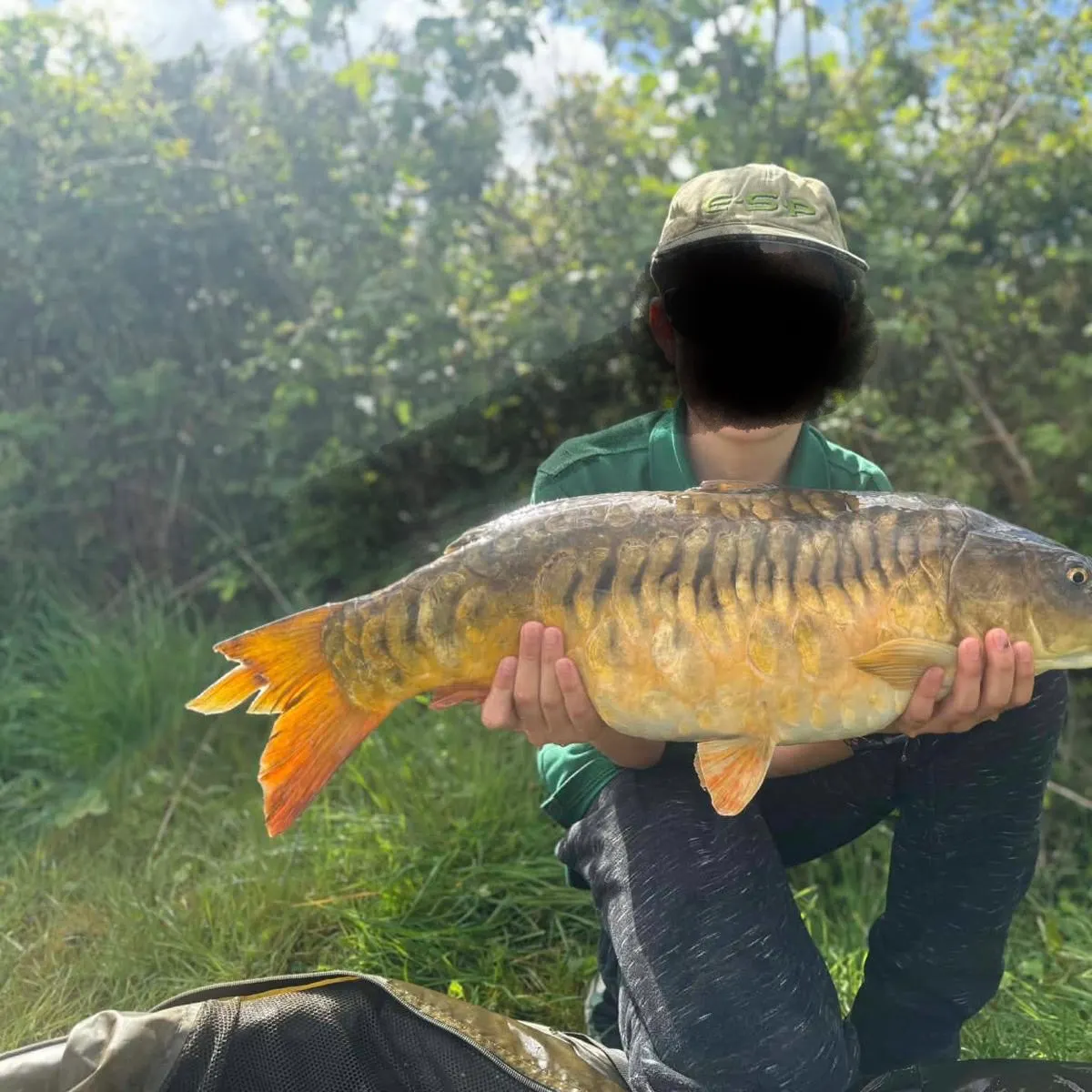 Mirror carp caught on Fishbrain