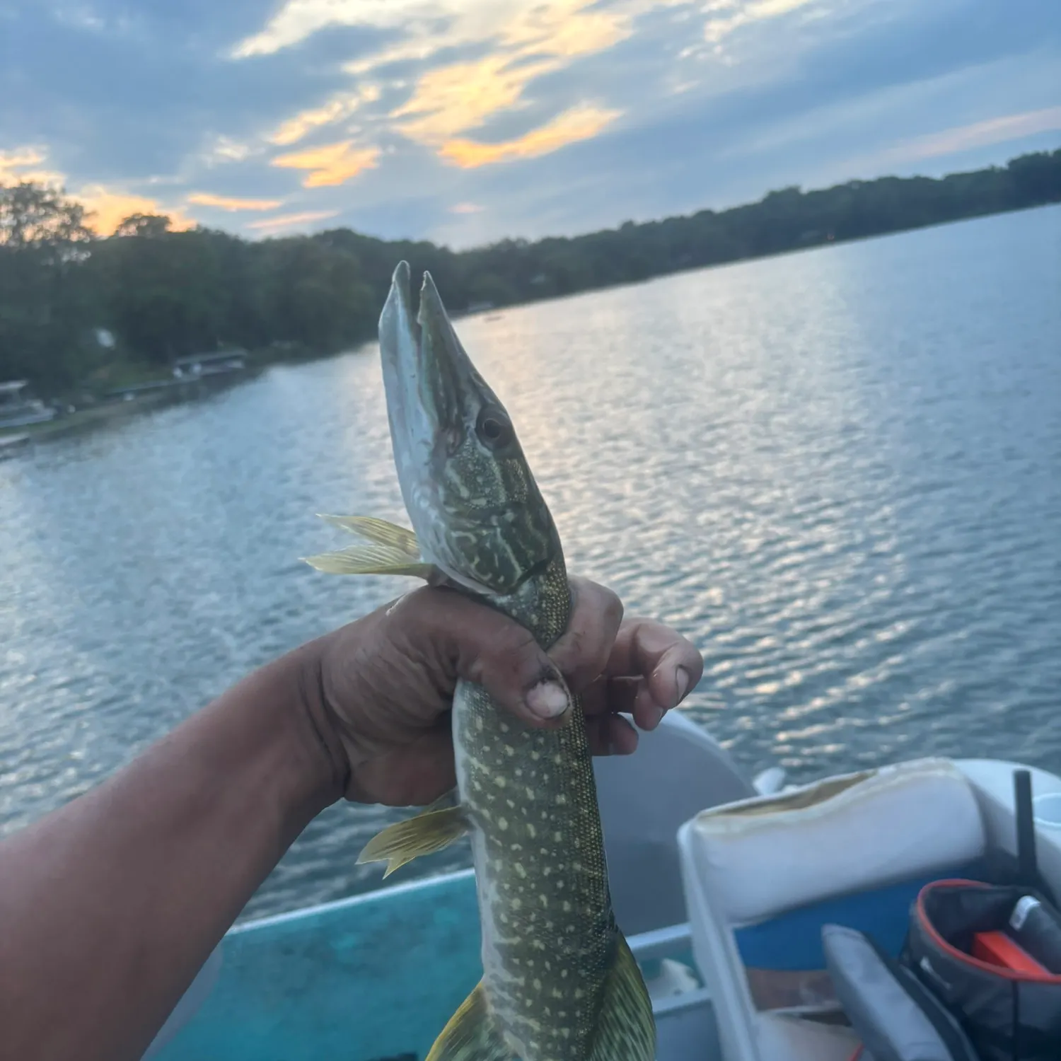 Northern pike caught on Fishbrain