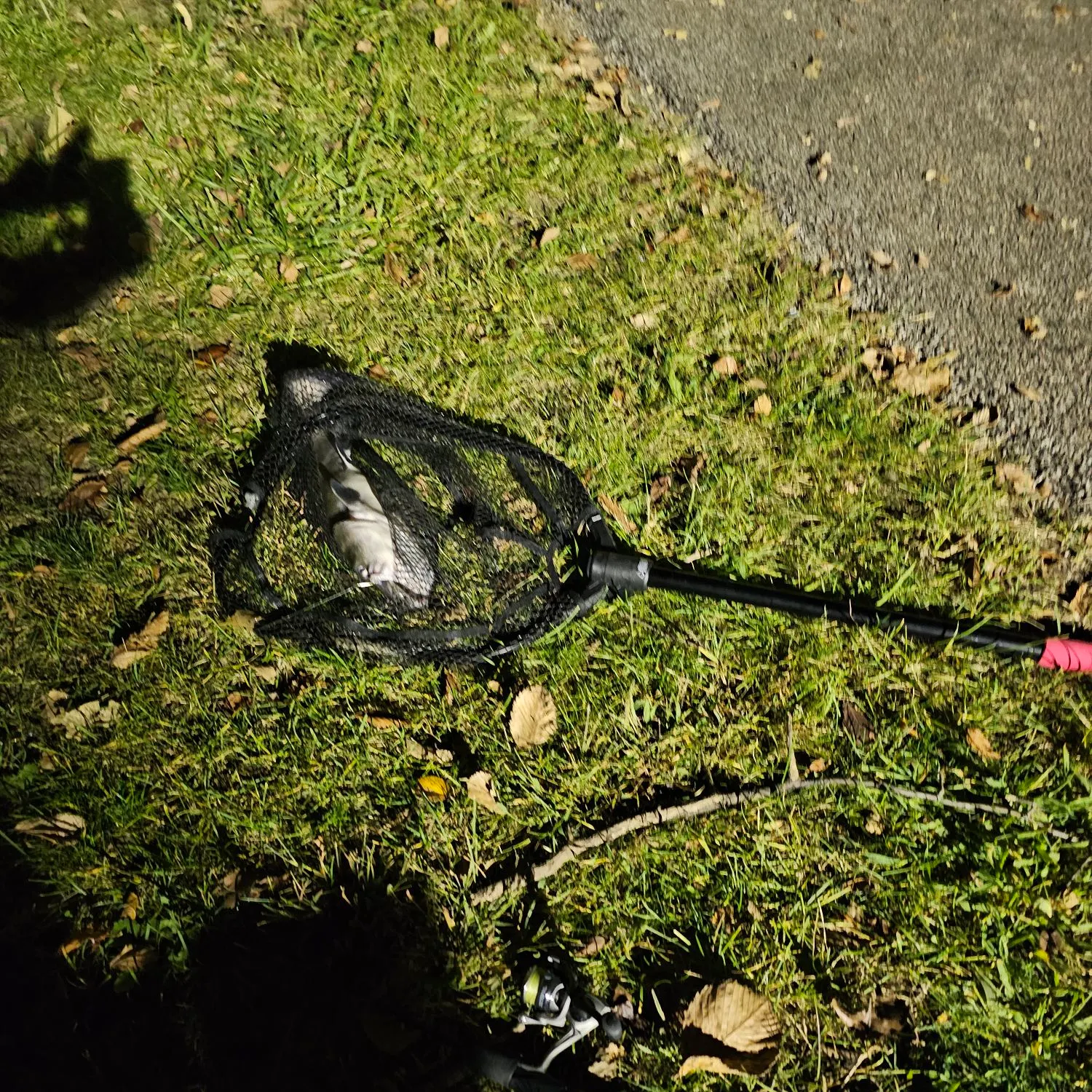 Channel catfish caught on Fishbrain