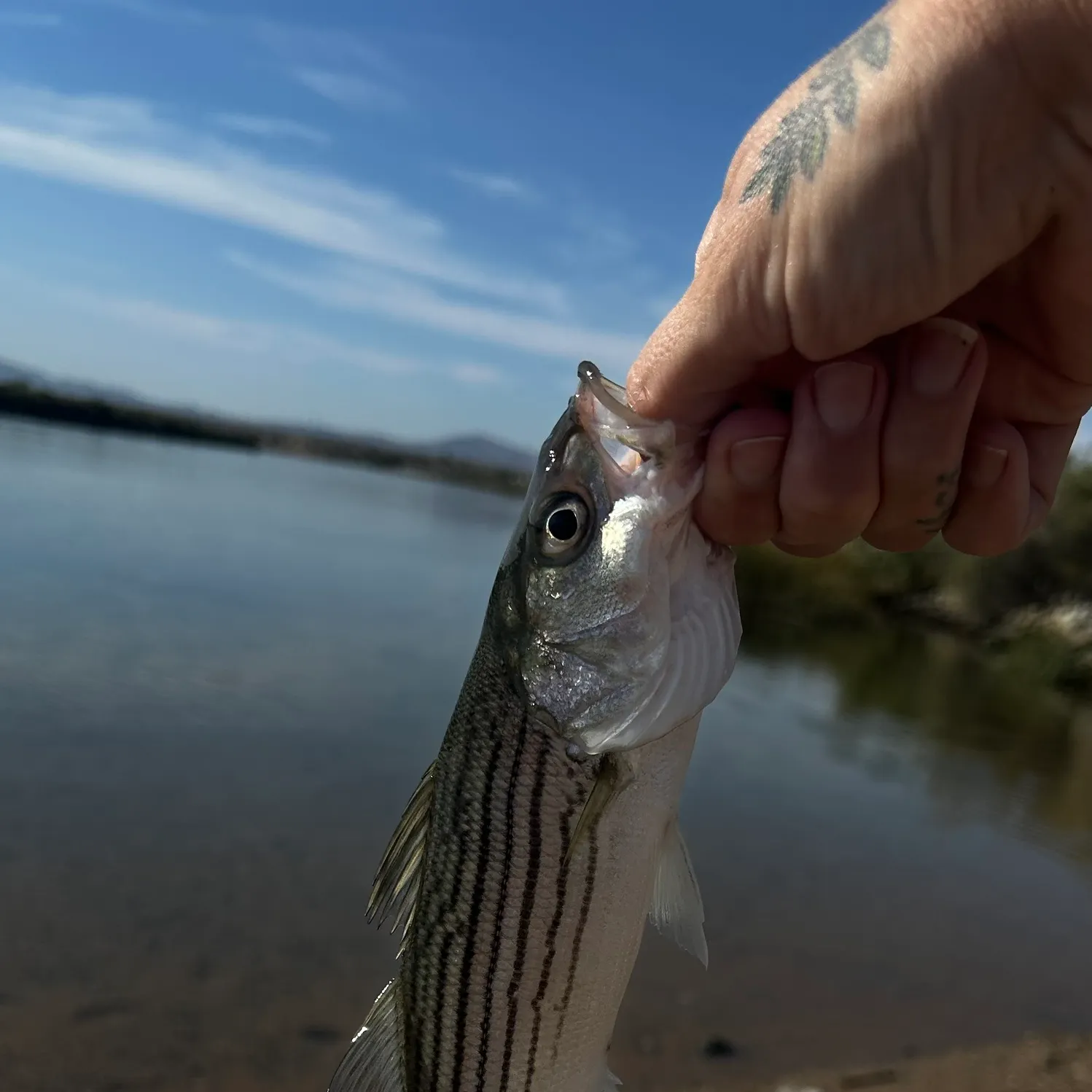Striped bass caught on Fishbrain