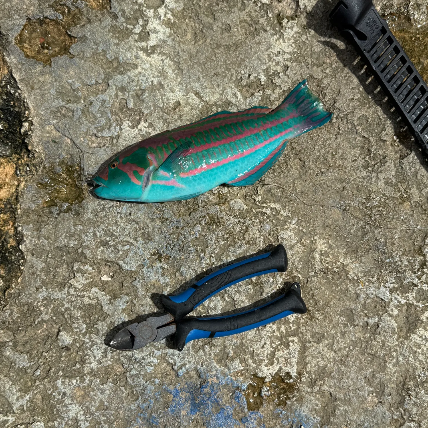 The most recent Surge wrasse catches on Fishbrain