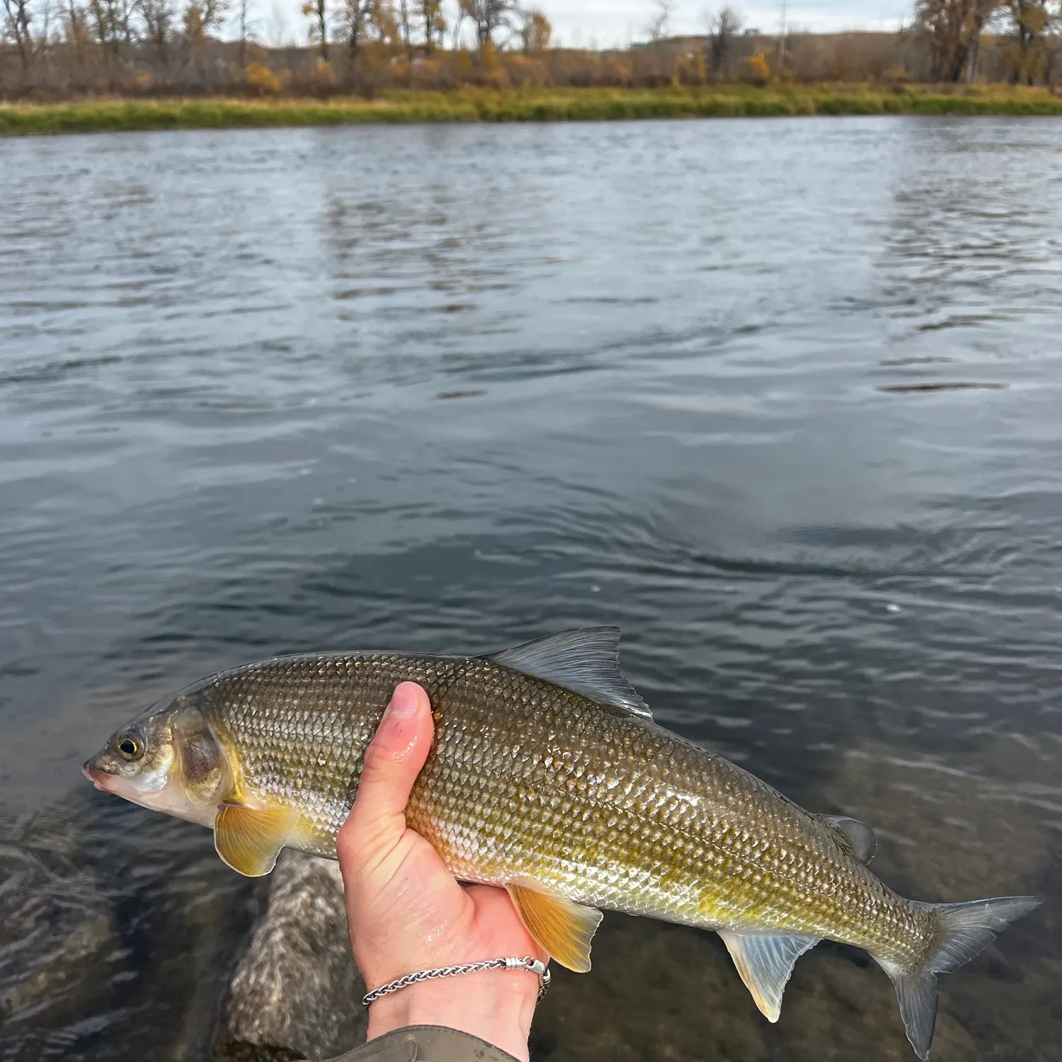 The most recent Mountain whitefish catches on Fishbrain