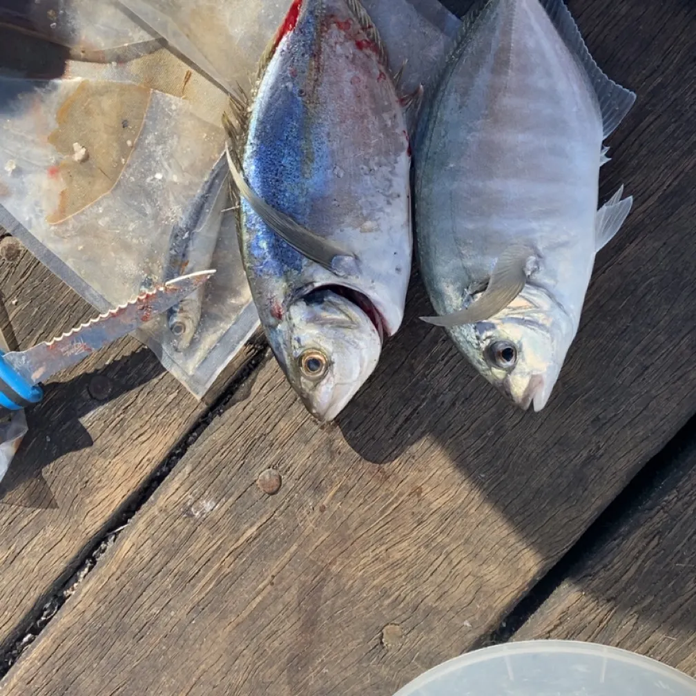 White trevally caught on Fishbrain