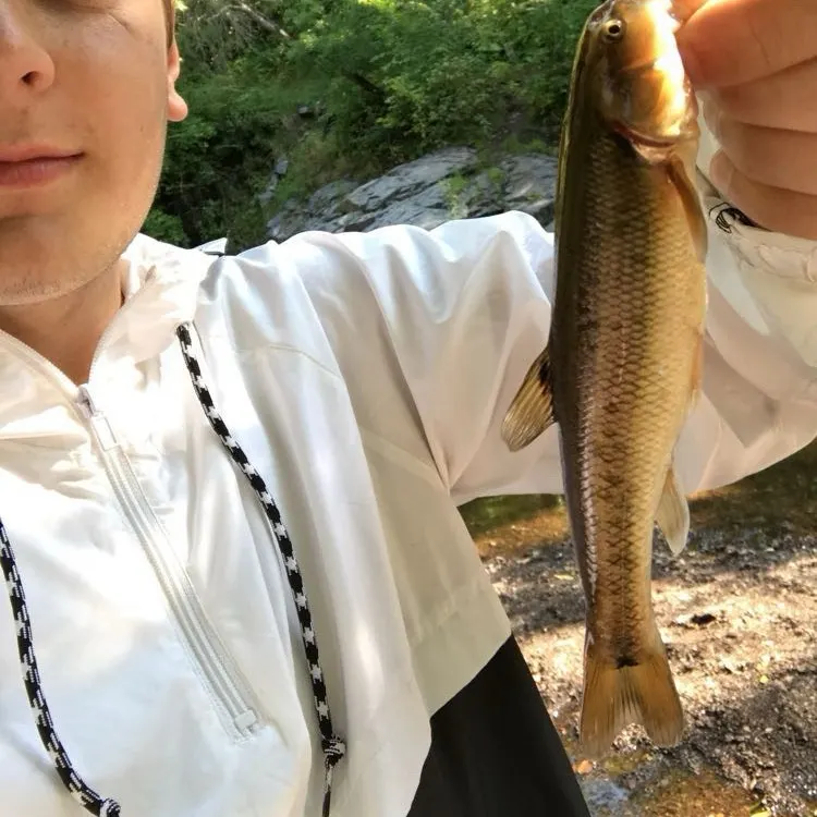 The most recent Creek chub catches on Fishbrain