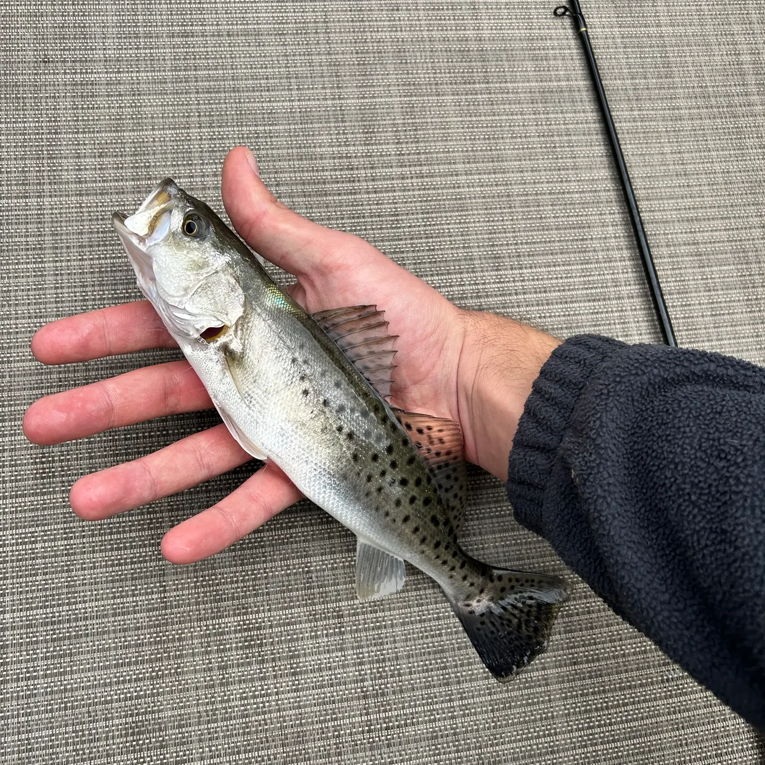 Spotted seatrout caught on Fishbrain