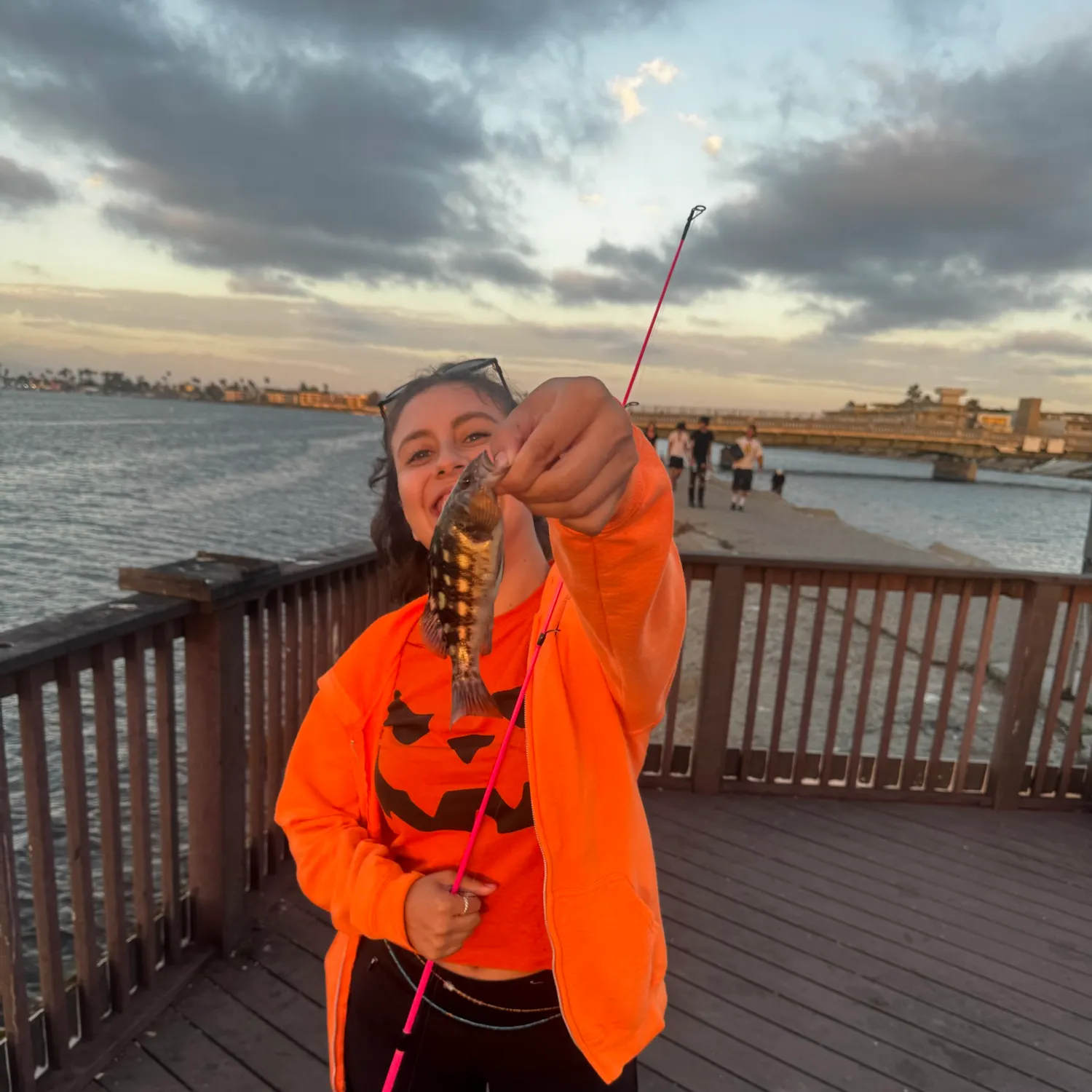 Kelp bass caught on Fishbrain