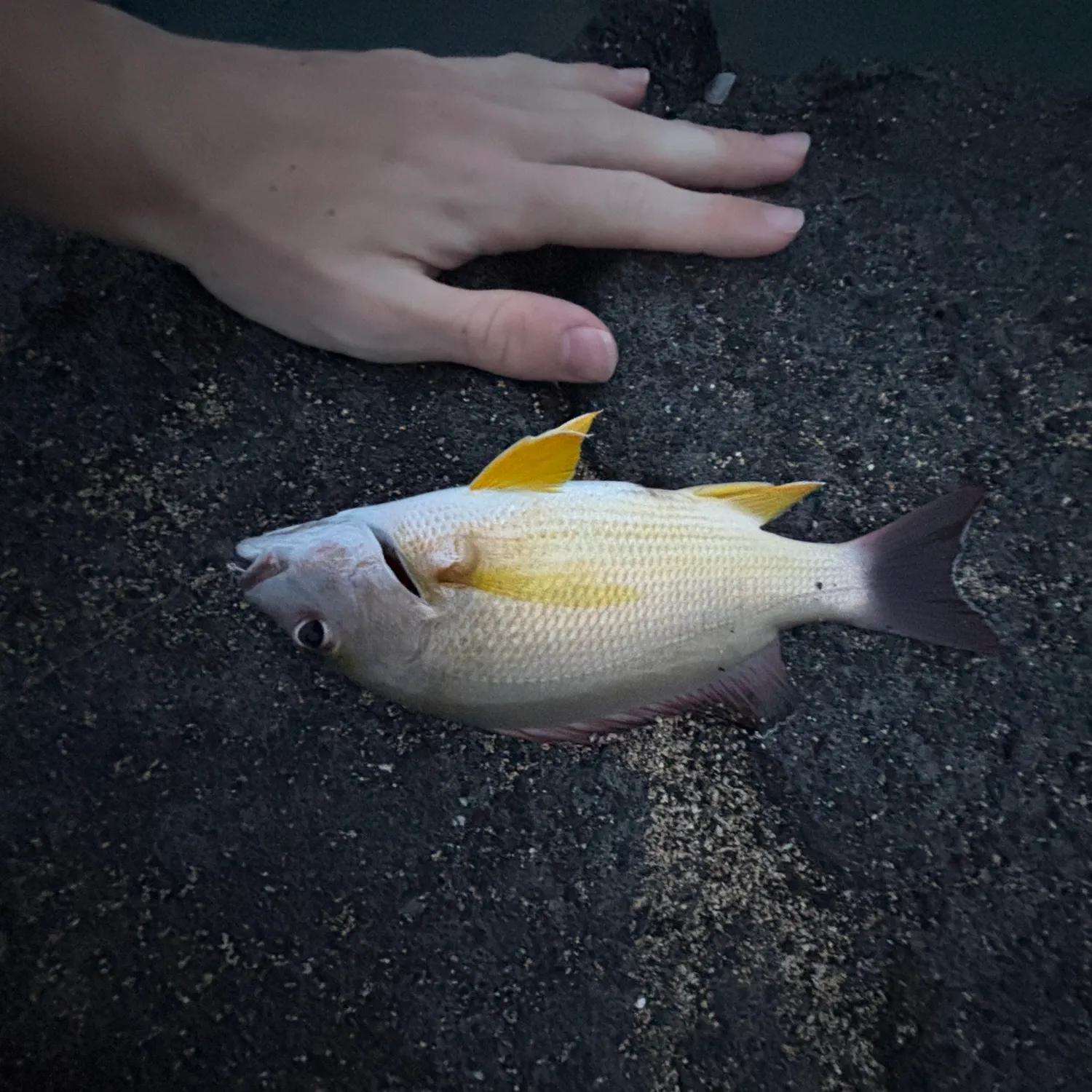 The most recent Blacktail snapper catches on Fishbrain