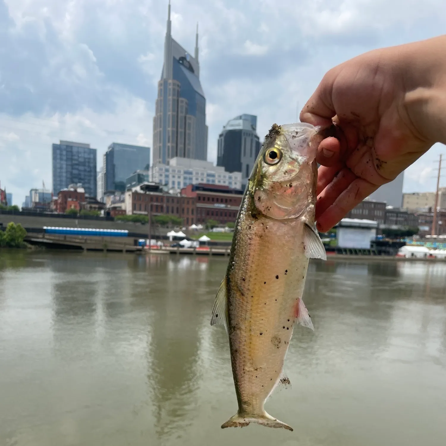 most liked catch image