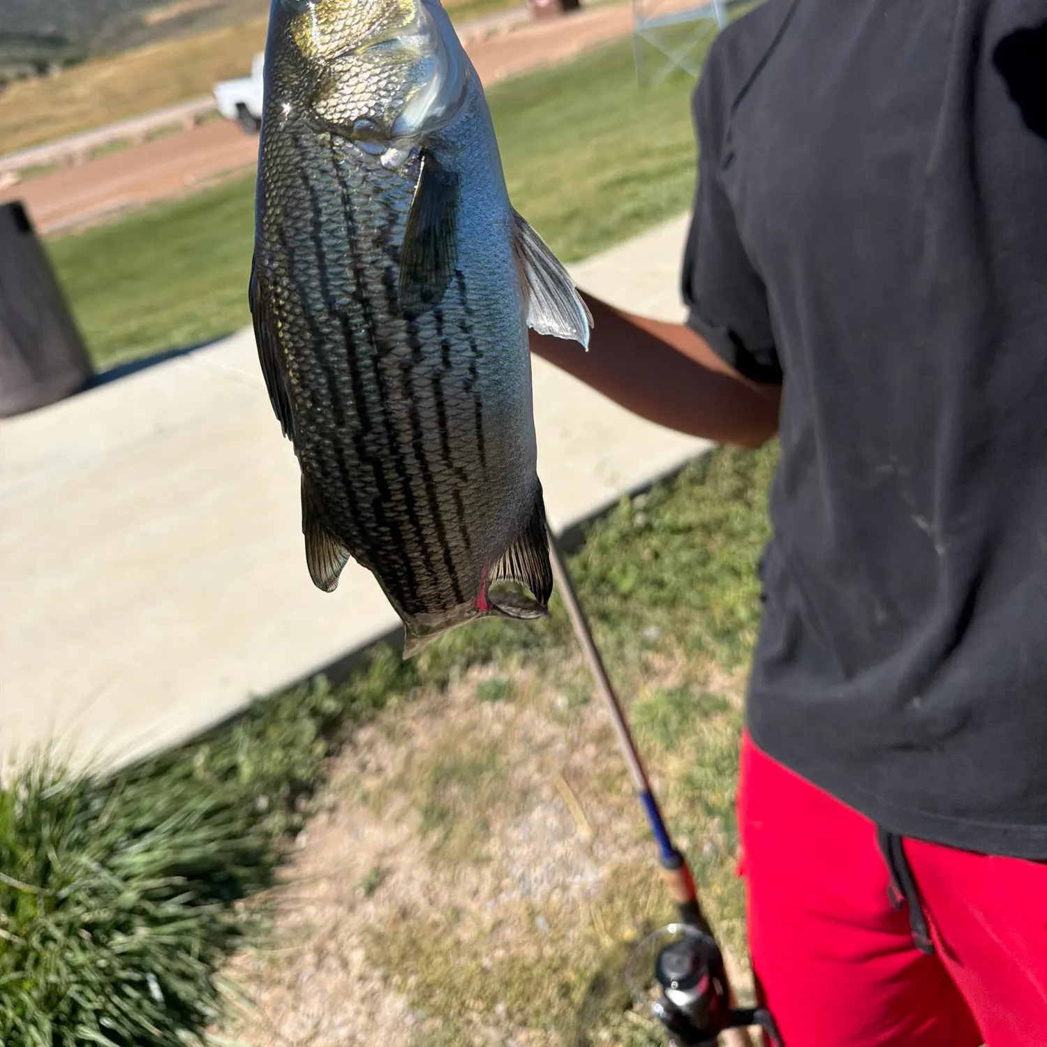 White bass caught on Fishbrain